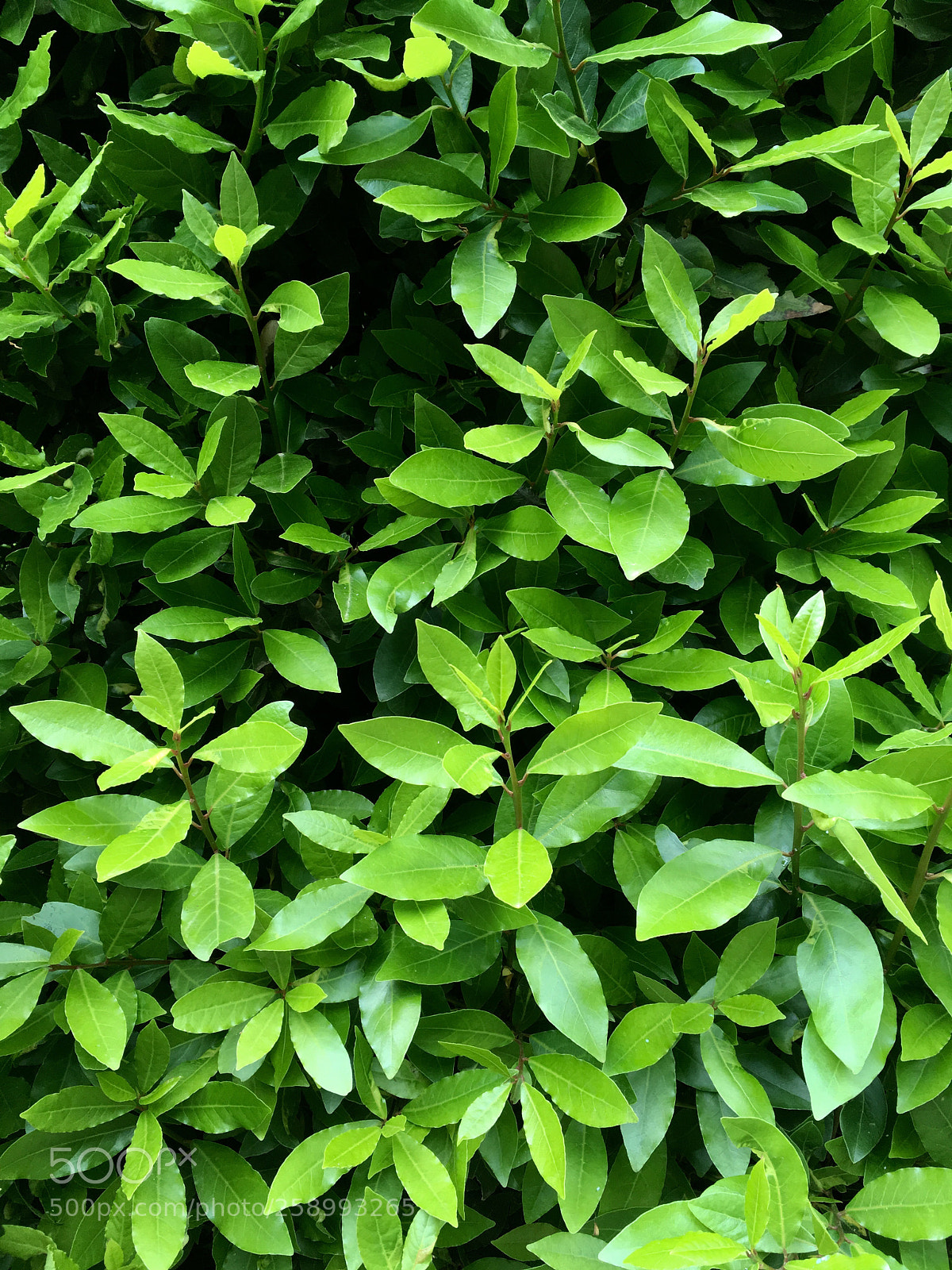 Apple iPhone SE sample photo. Leaves texture photography
