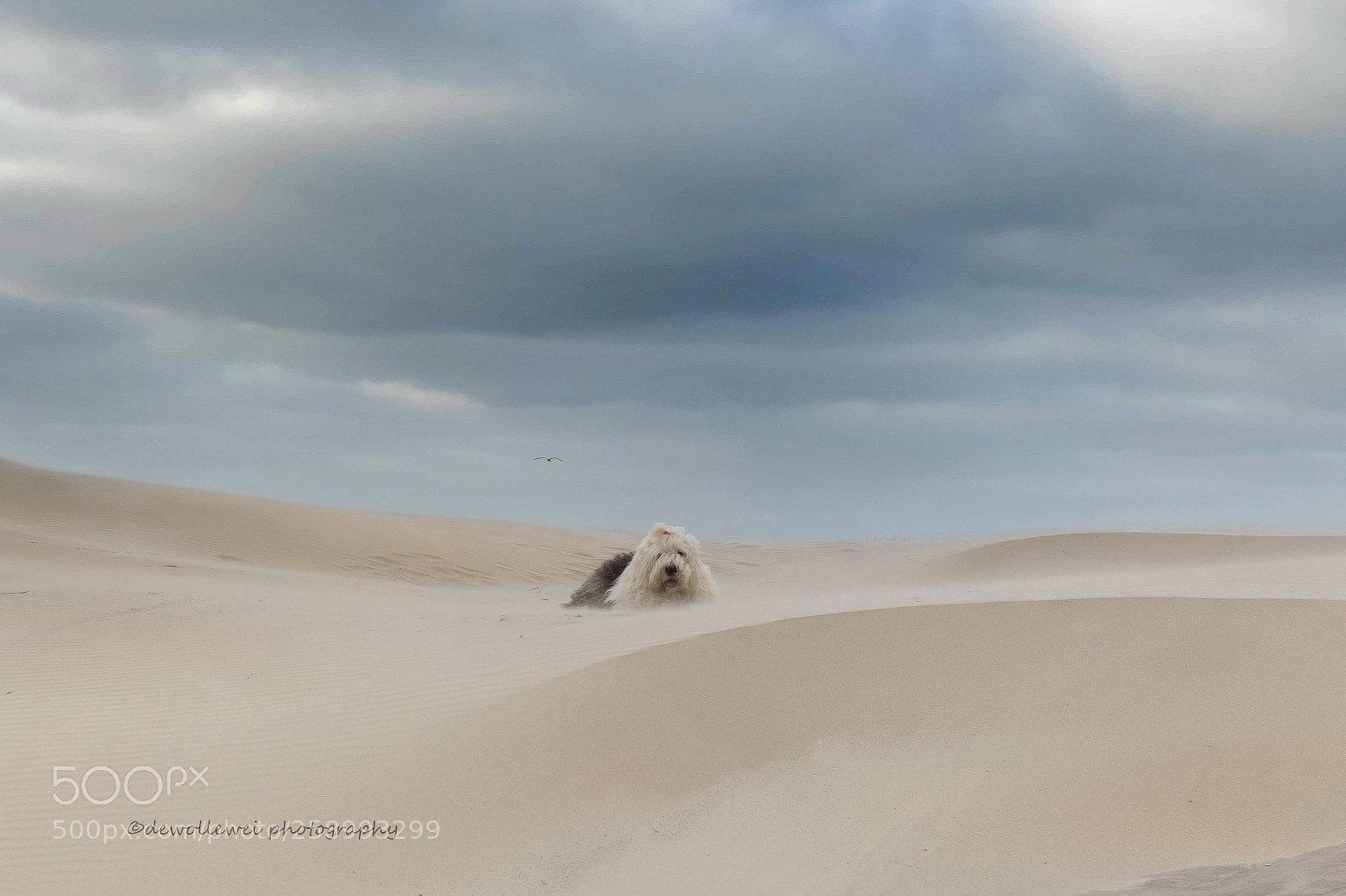 Canon EOS 7D Mark II sample photo. Jop at the beach photography