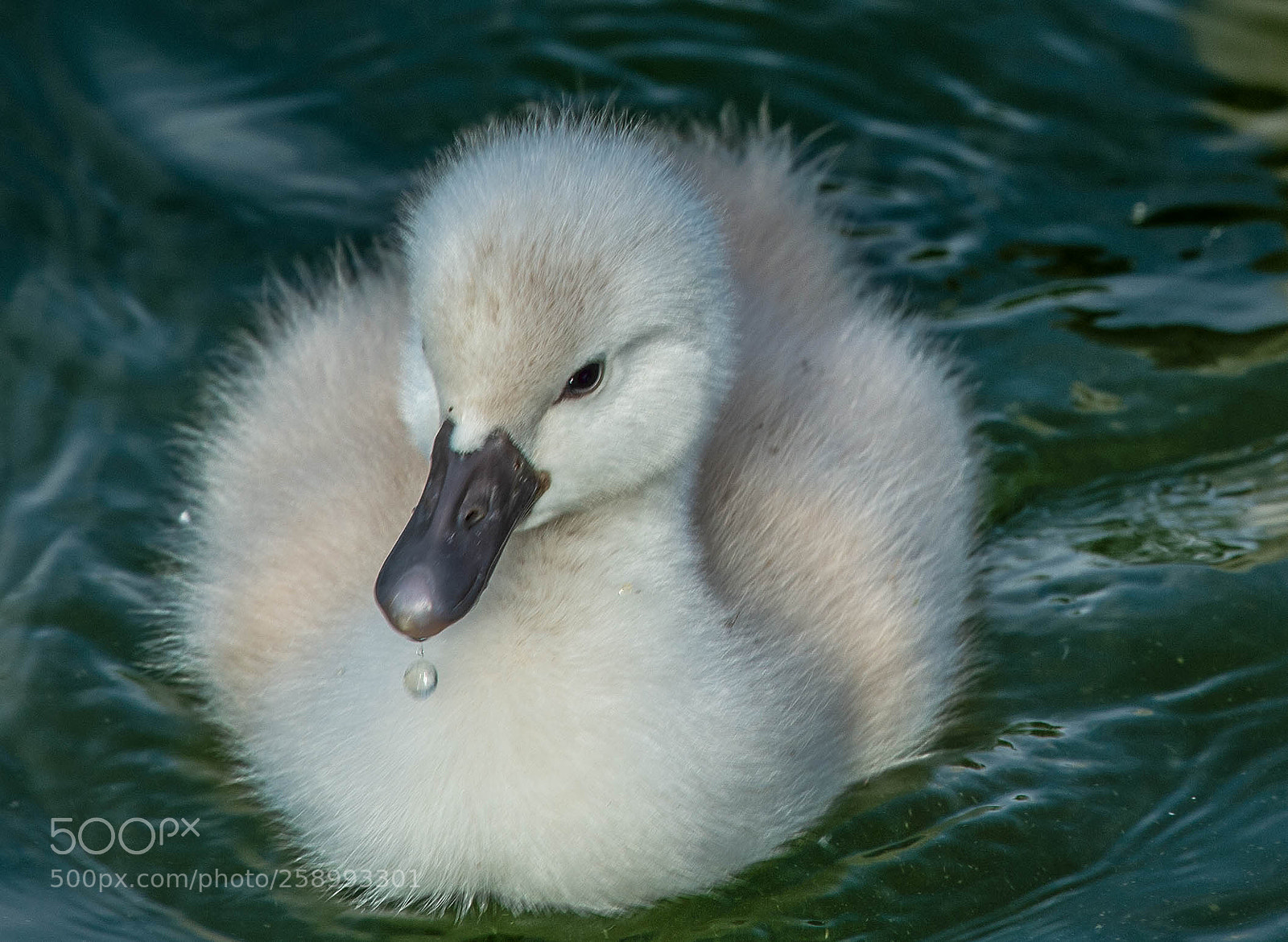 Nikon D4 sample photo. Two day old swan! photography