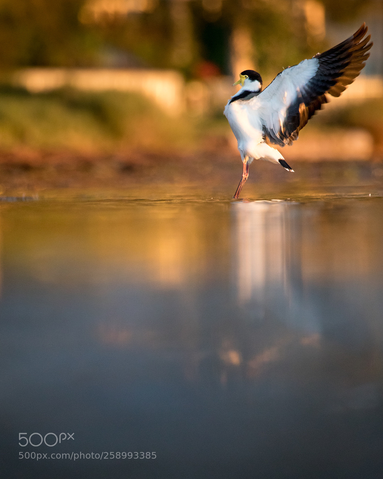 Canon EOS 5D Mark IV sample photo. Masked lapwing at sunset photography