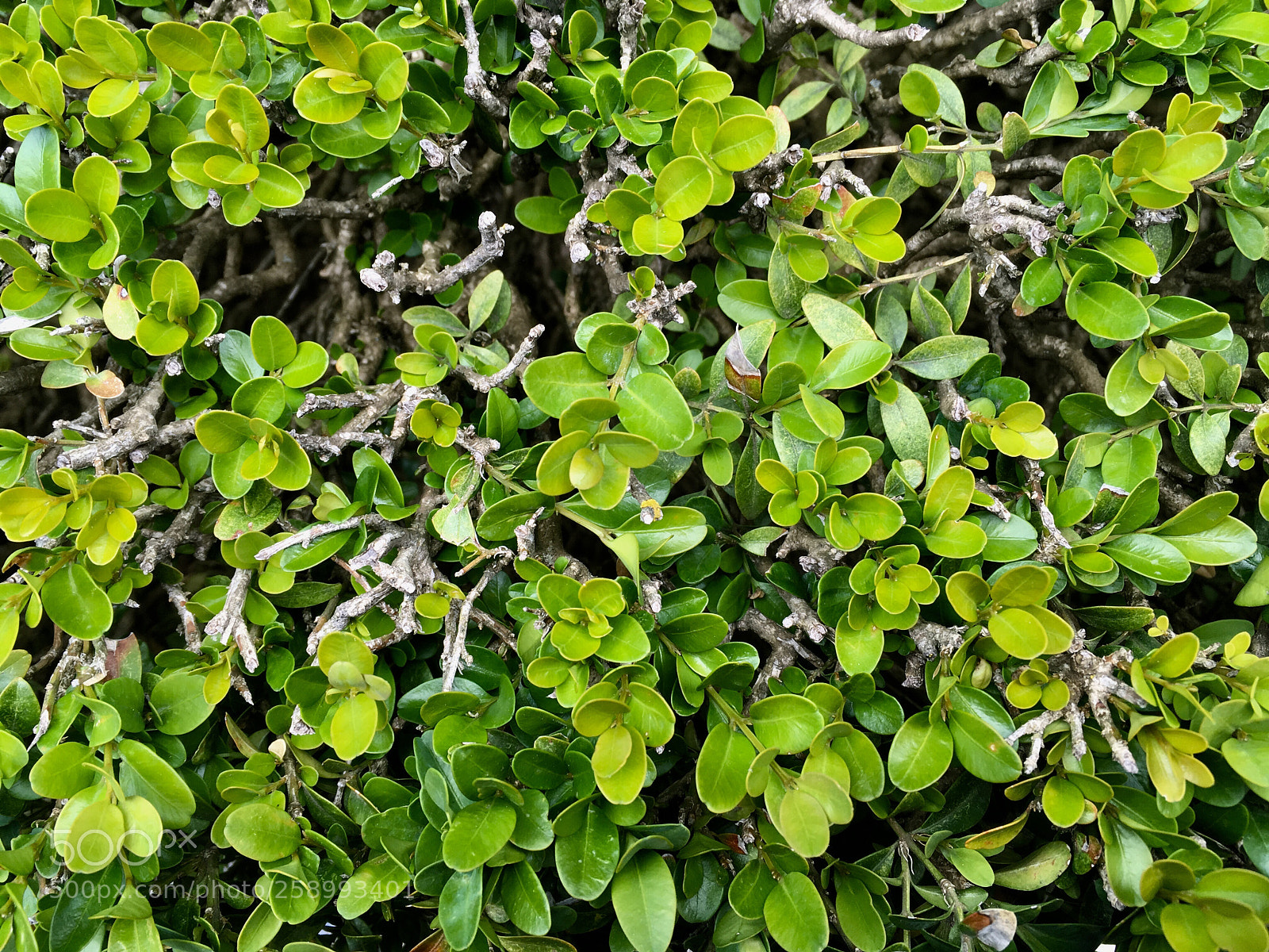 Apple iPhone SE sample photo. Leaves texture photography