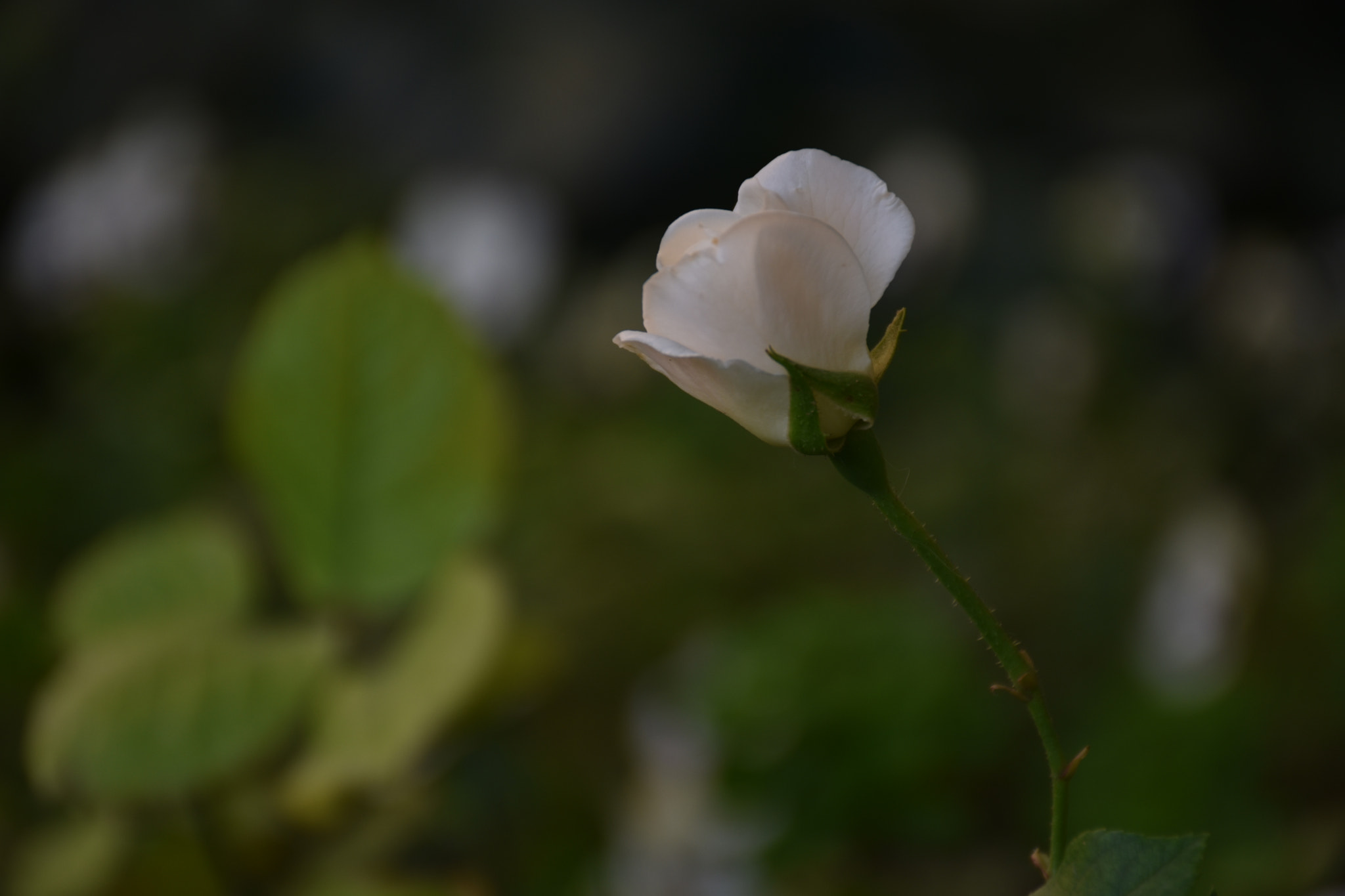 Nikon D3400 sample photo. Bud ... photography