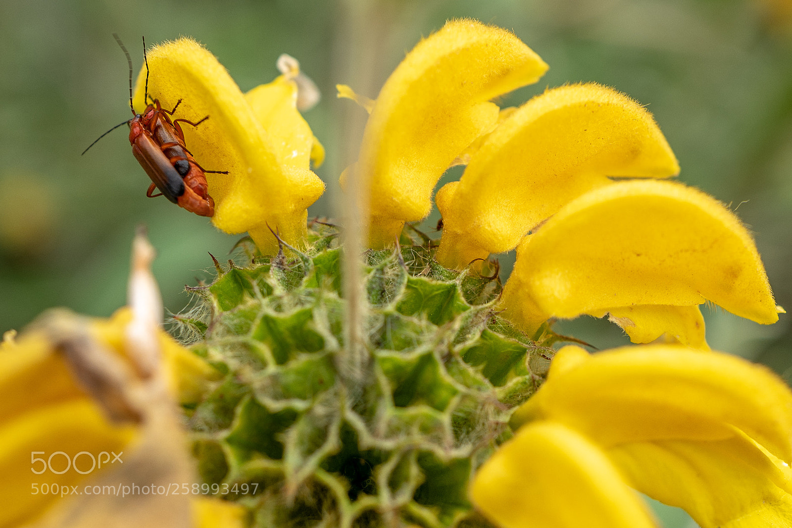 Leica Q (Typ 116) sample photo. Pollination photography