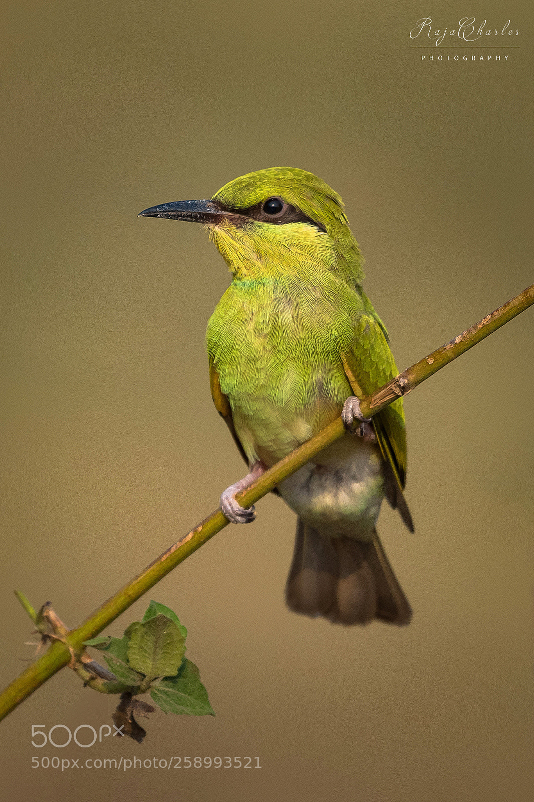 Nikon D810 sample photo. Bee eater juvenile photography