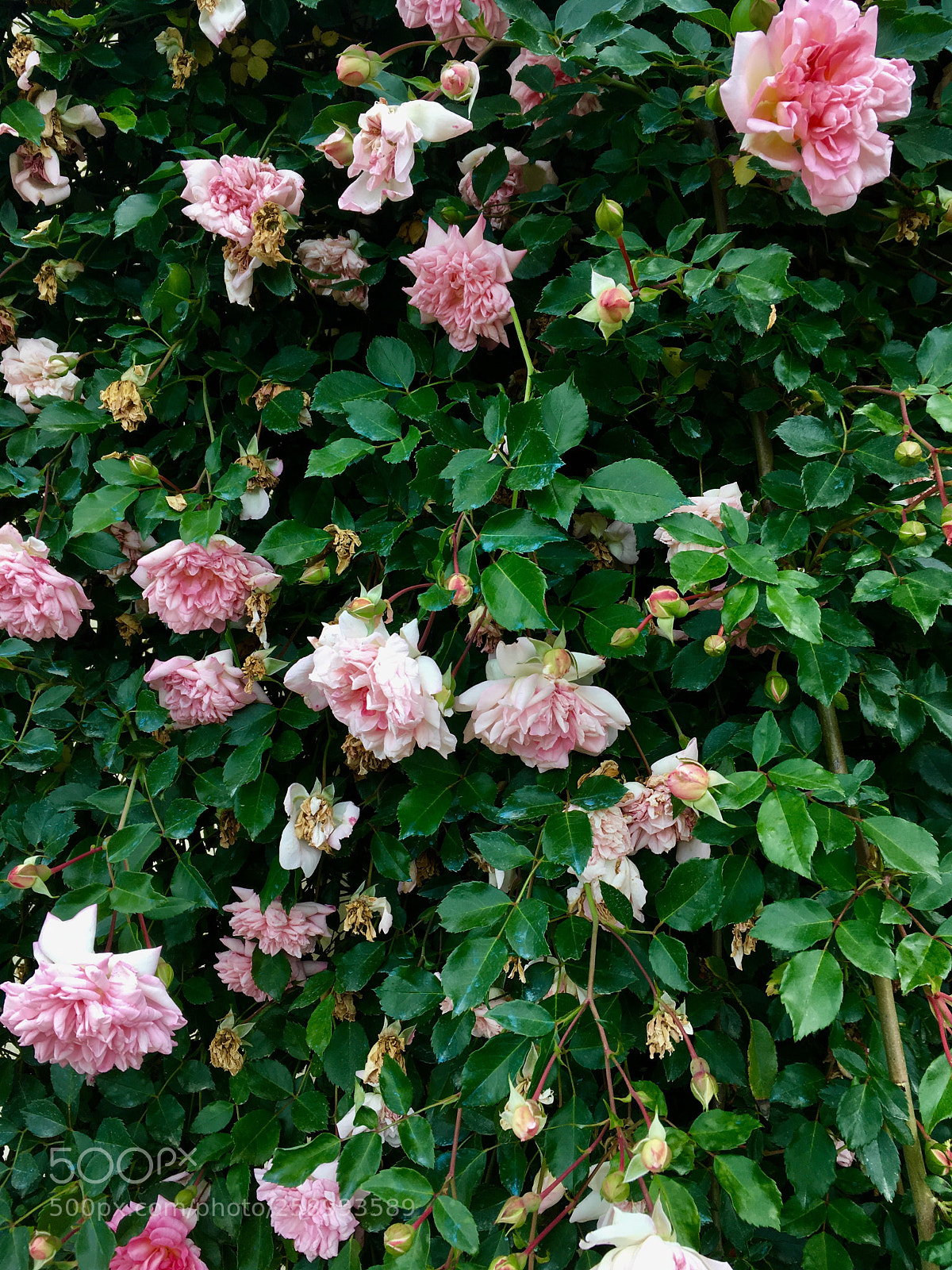 Apple iPhone SE sample photo. Roses texture photography