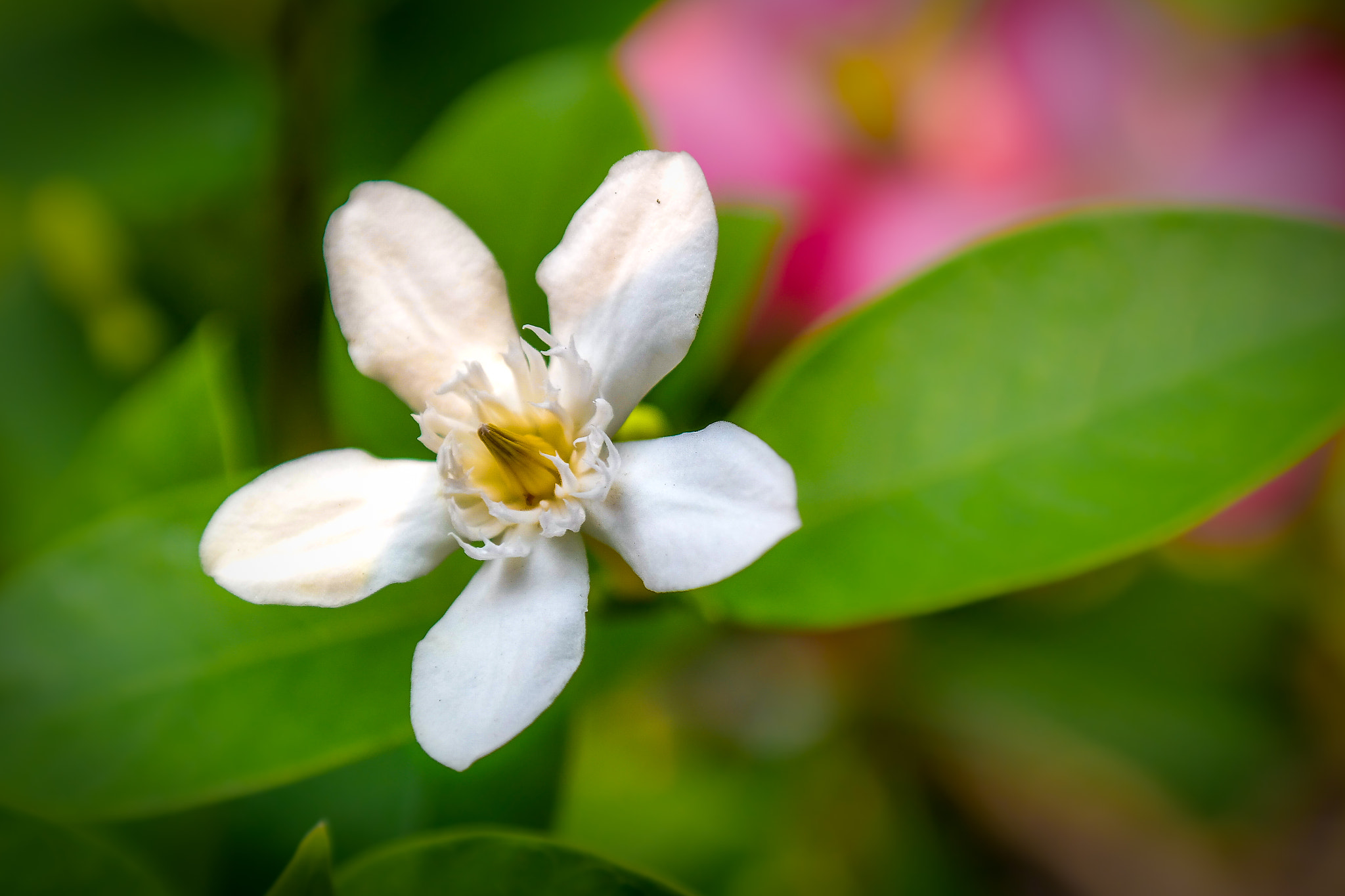 Samsung NX30 sample photo. Jasmine photography