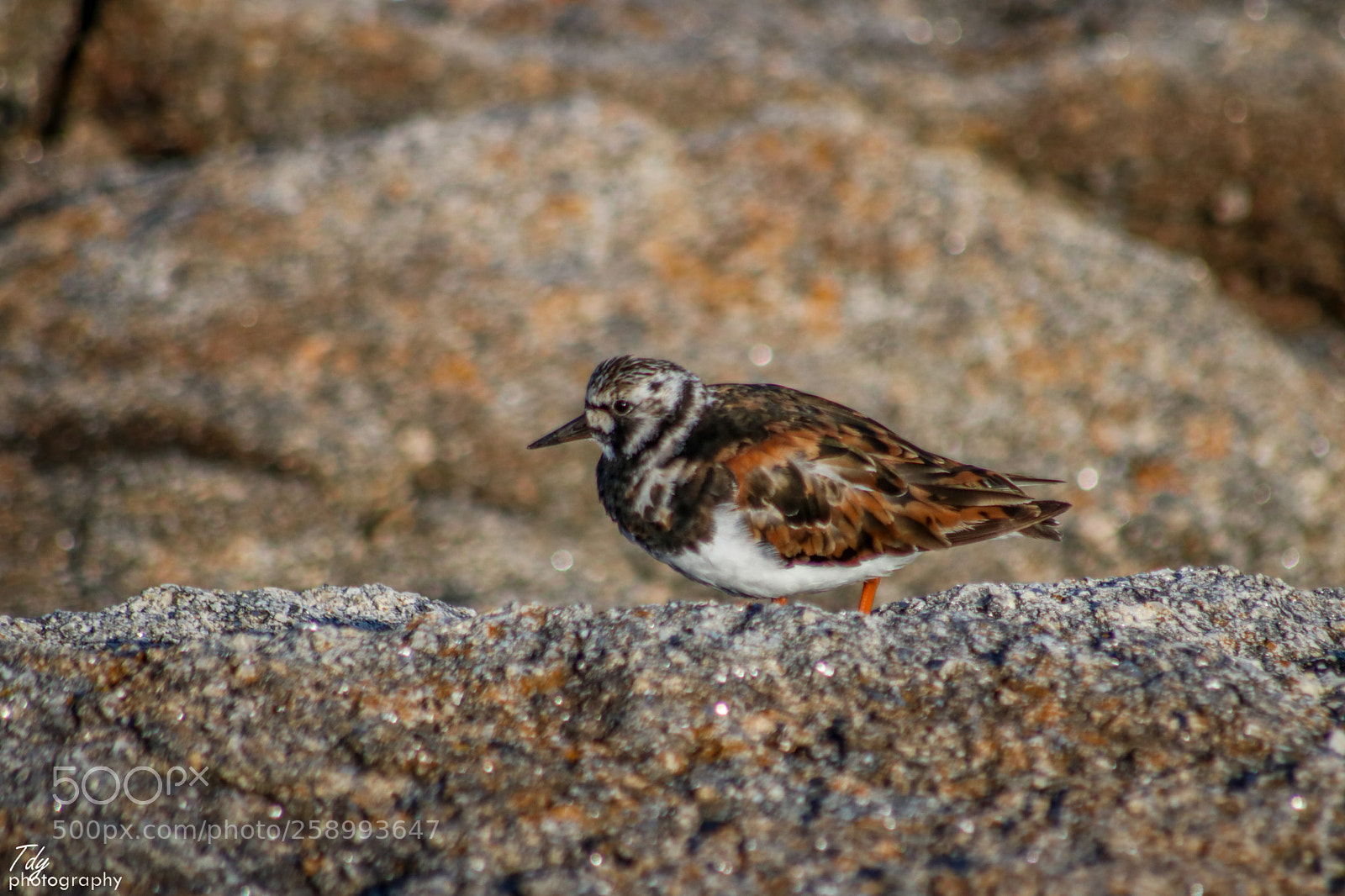 Canon EOS 750D (EOS Rebel T6i / EOS Kiss X8i) sample photo. Ruddy turnstone photography