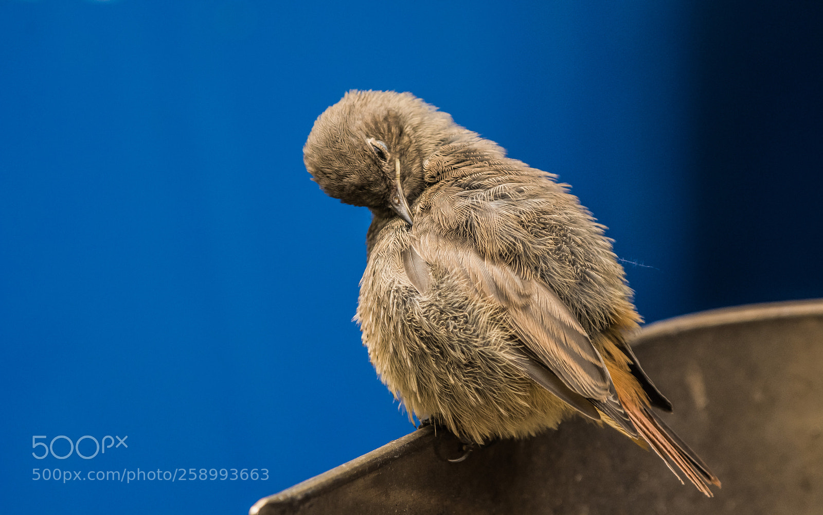 Nikon D7100 sample photo. Baby bird/ redstart photography