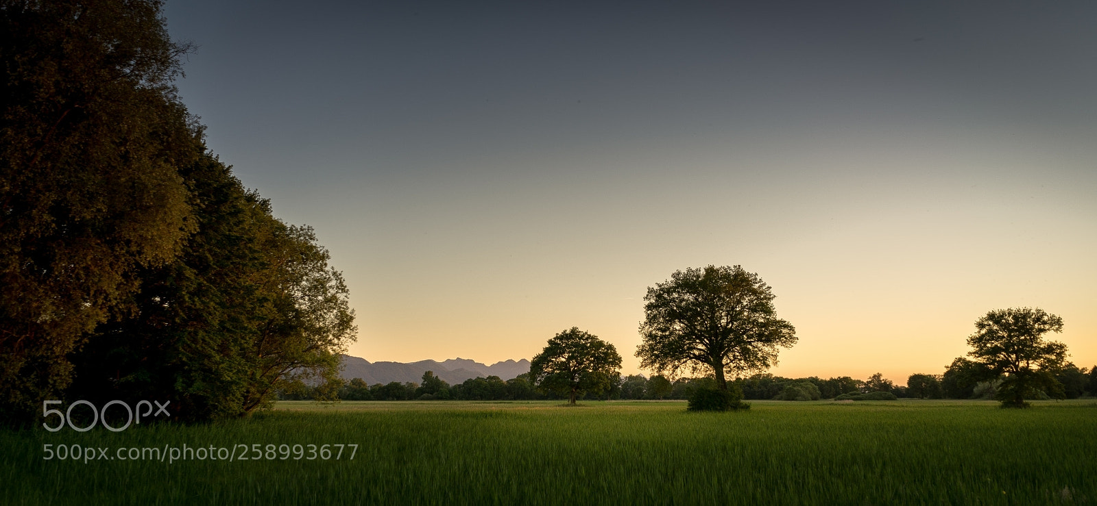 Sony a7 II sample photo. Lachsgang sunset stroll photography