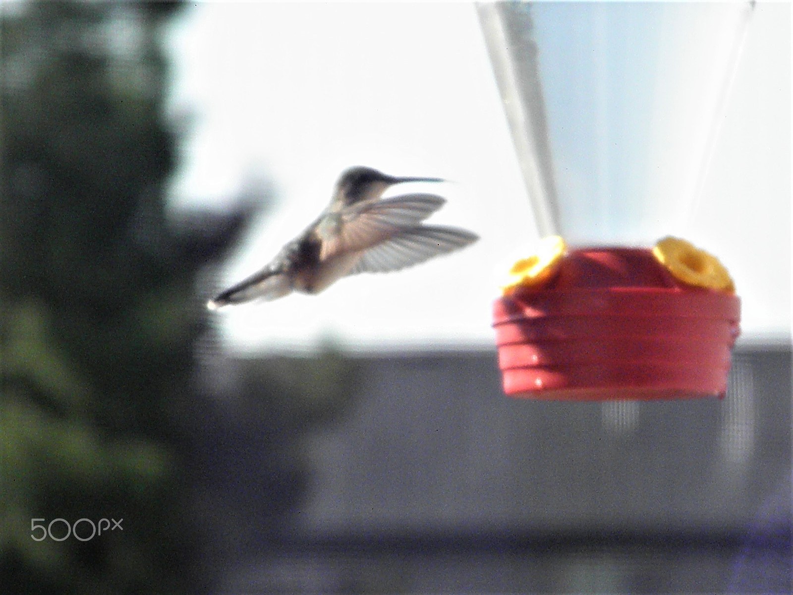 Olympus SP600UZ sample photo. Indiana humming bird photography