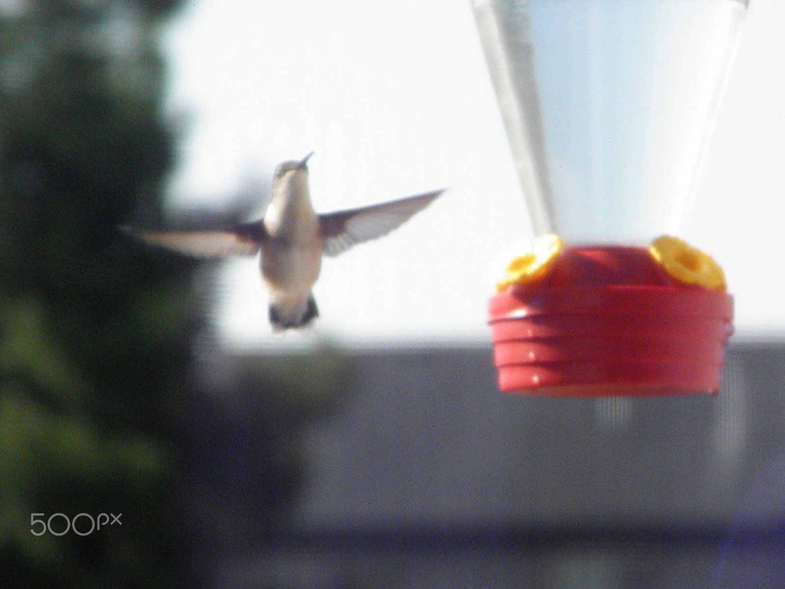 Olympus SP600UZ sample photo. Indiana humming bird photography