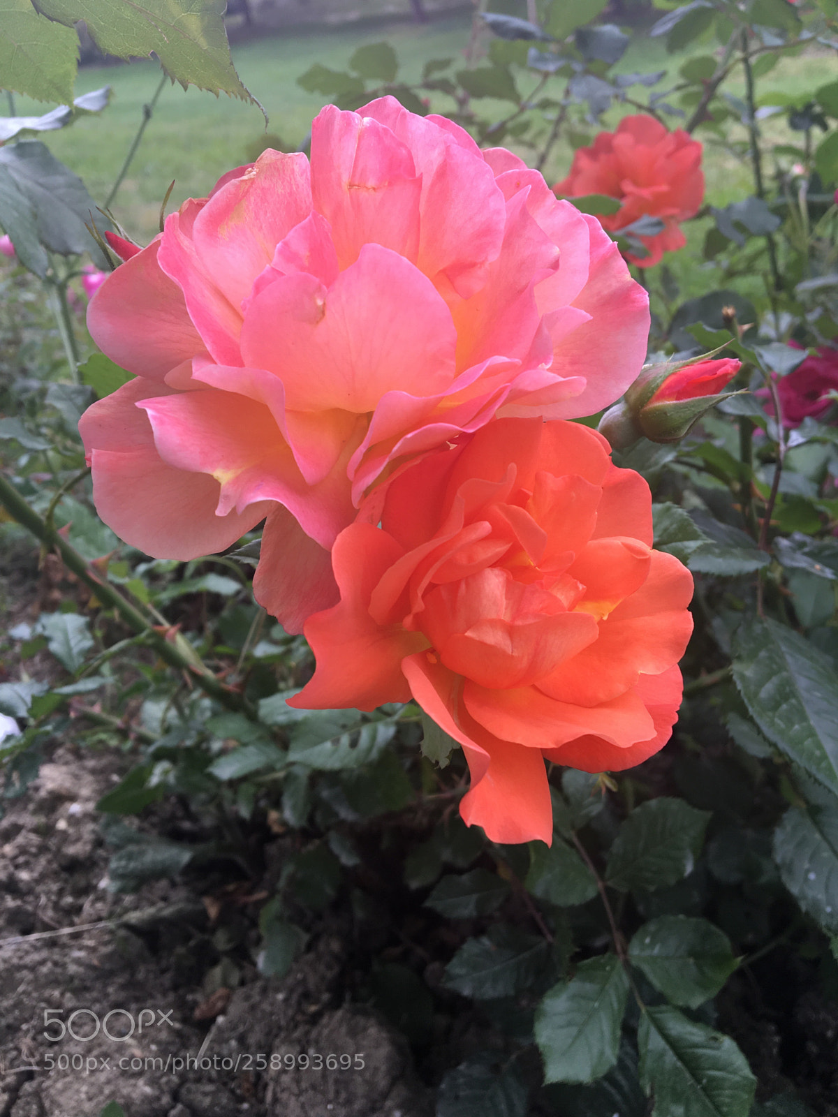Apple iPhone 6s sample photo. Untitled photography