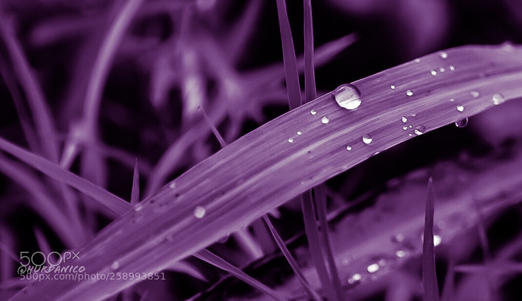 Nikon D5300 sample photo. Drop in violet photography