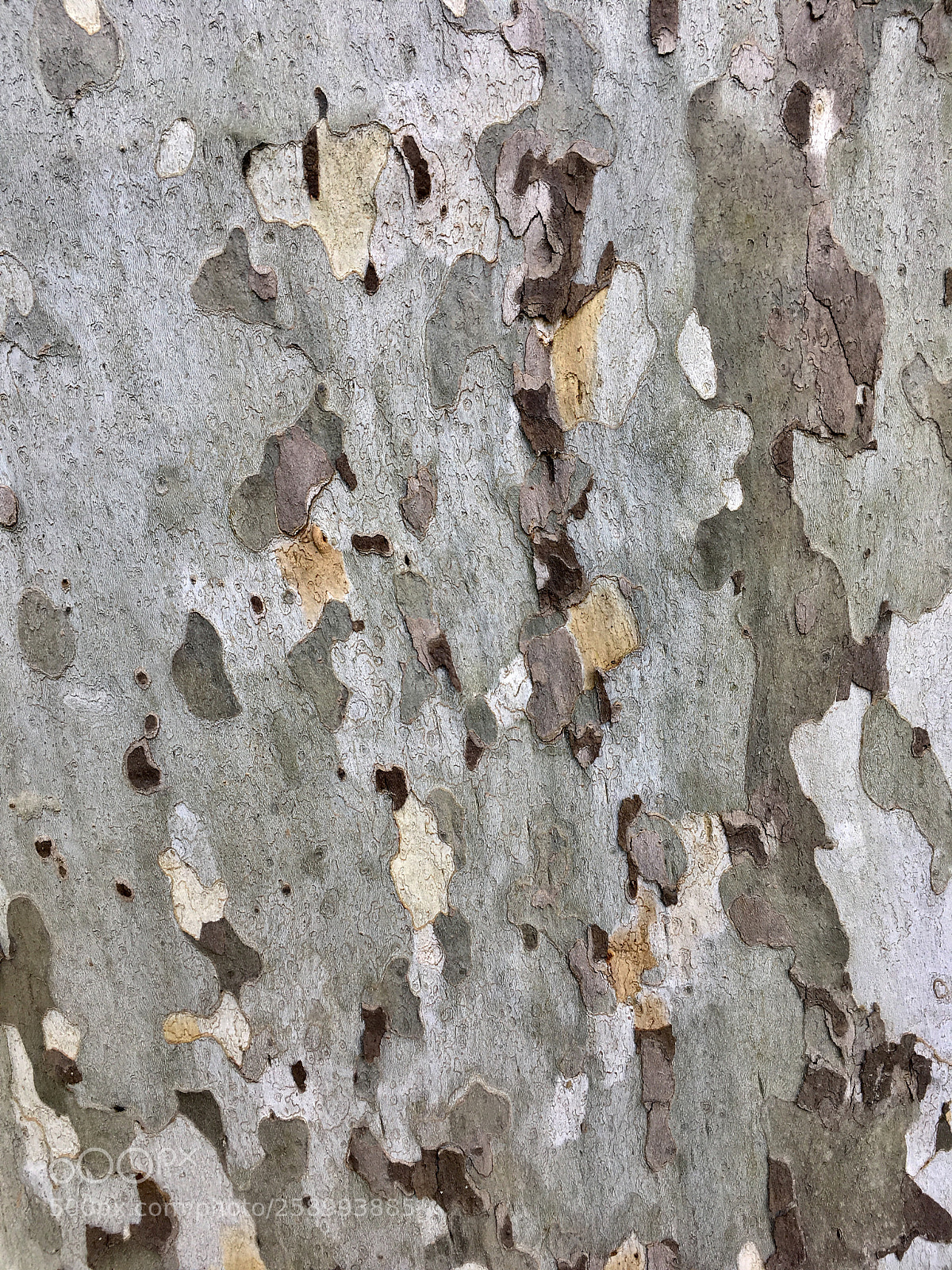 Apple iPhone SE sample photo. Tree texture photography