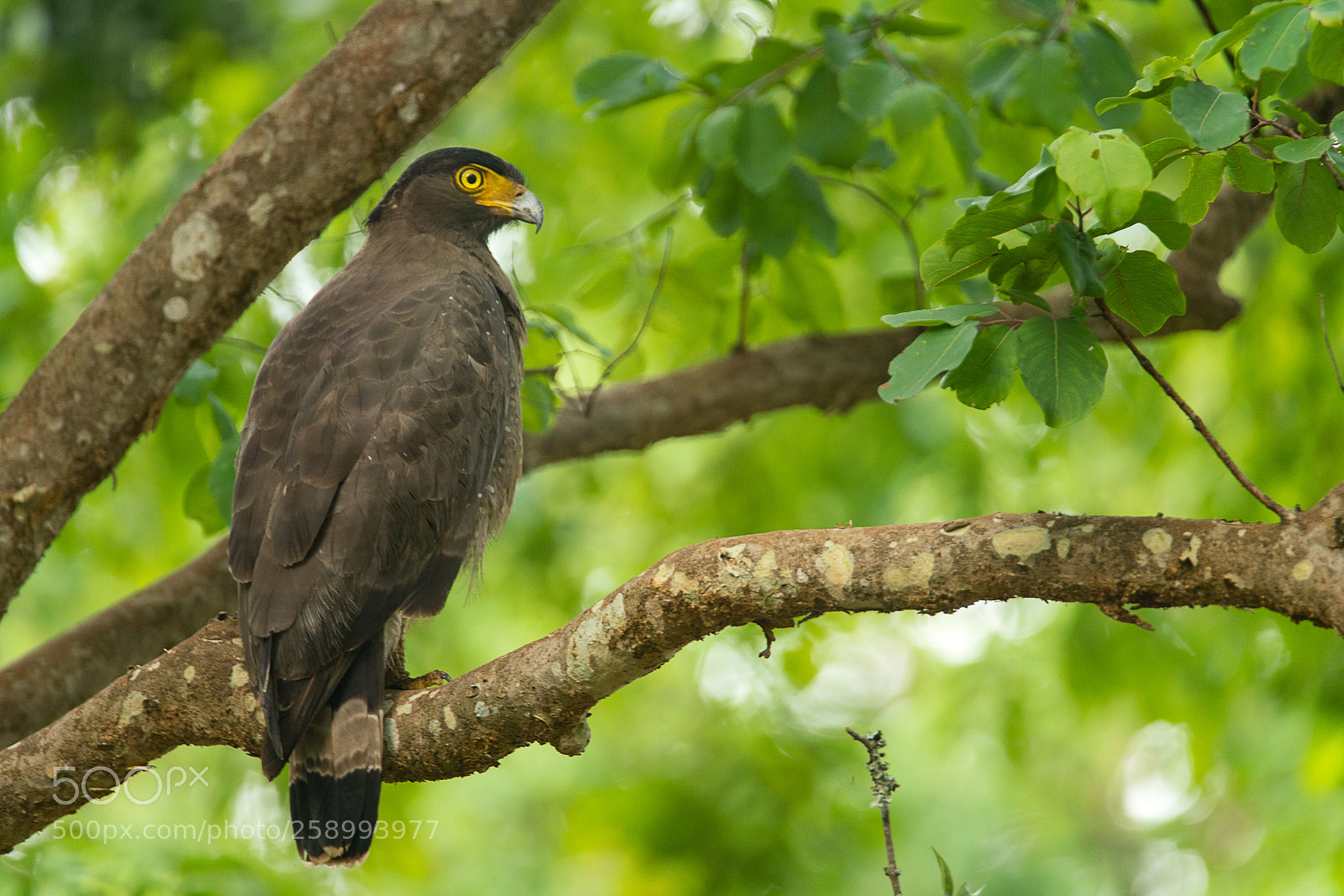 Sony a99 II sample photo. Crested serpent eagle photography