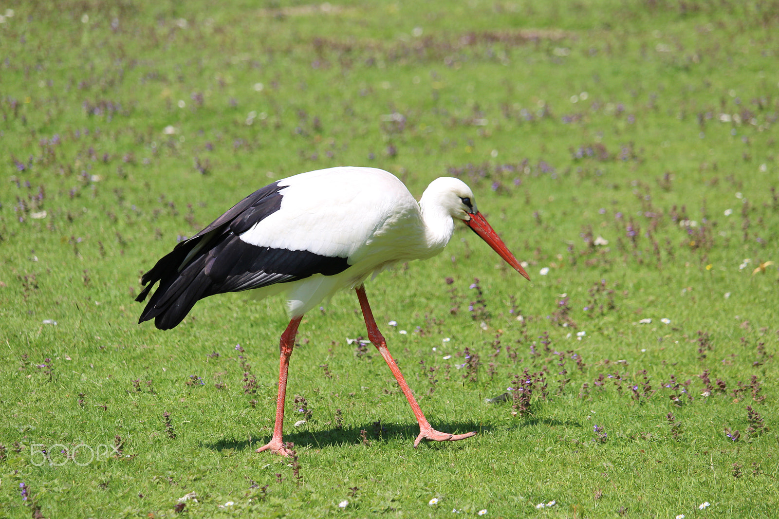 Canon EF-S 55-250mm F4-5.6 IS STM sample photo. Cigogne photography