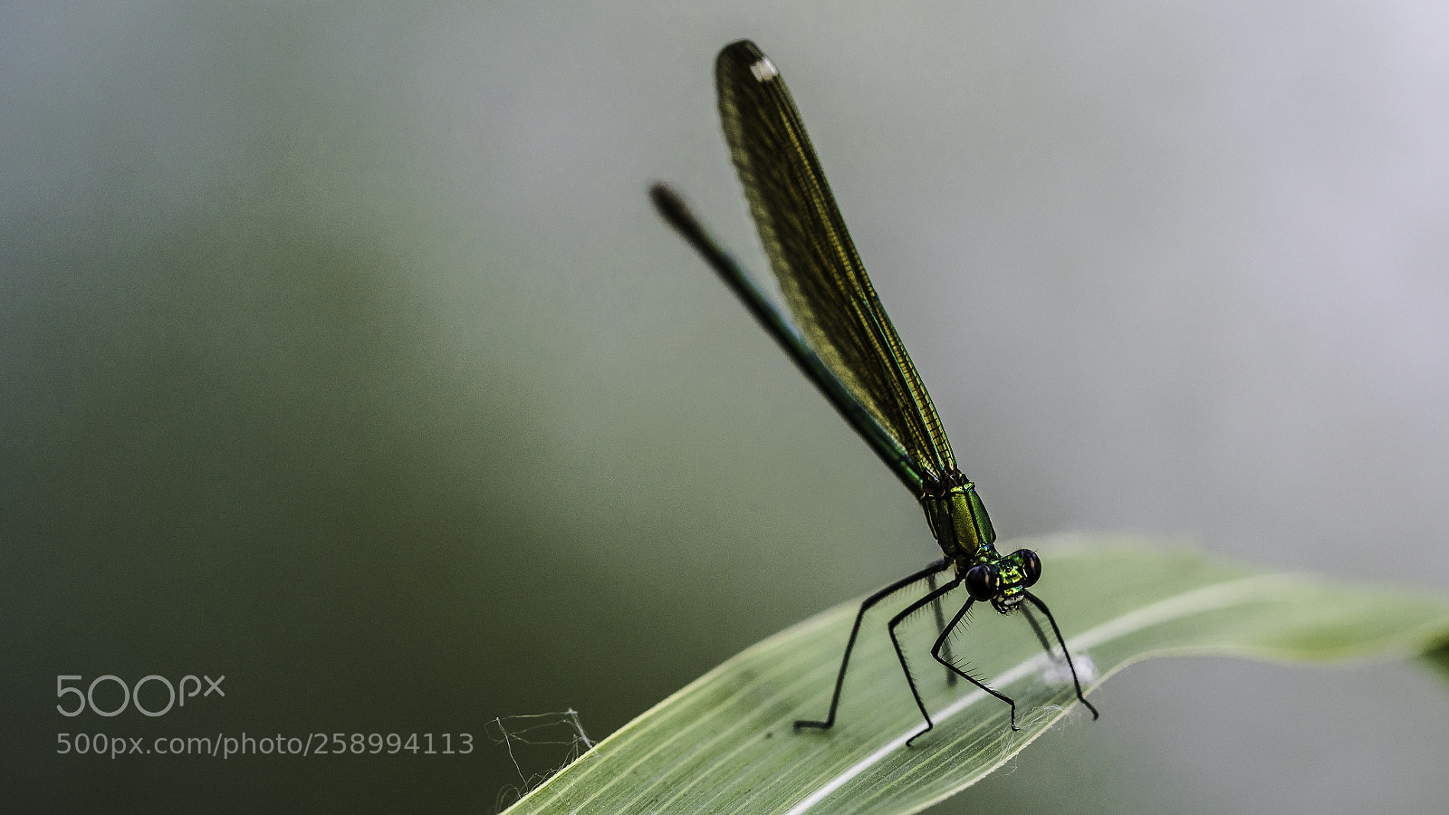 Nikon D750 sample photo. Dragonfly photography