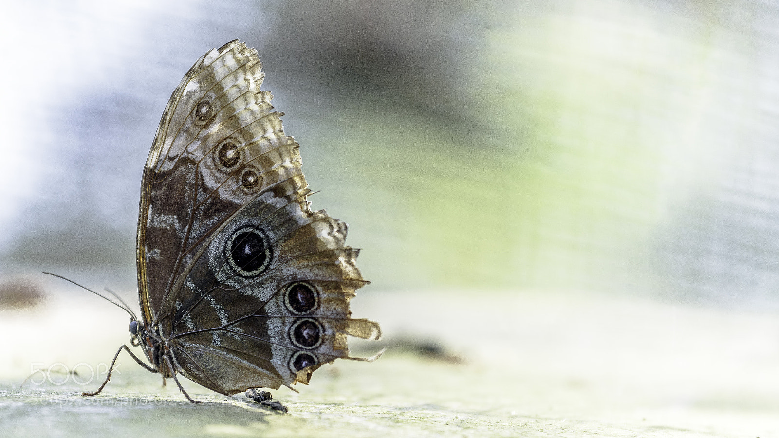 Nikon D750 sample photo. Butterfly photography