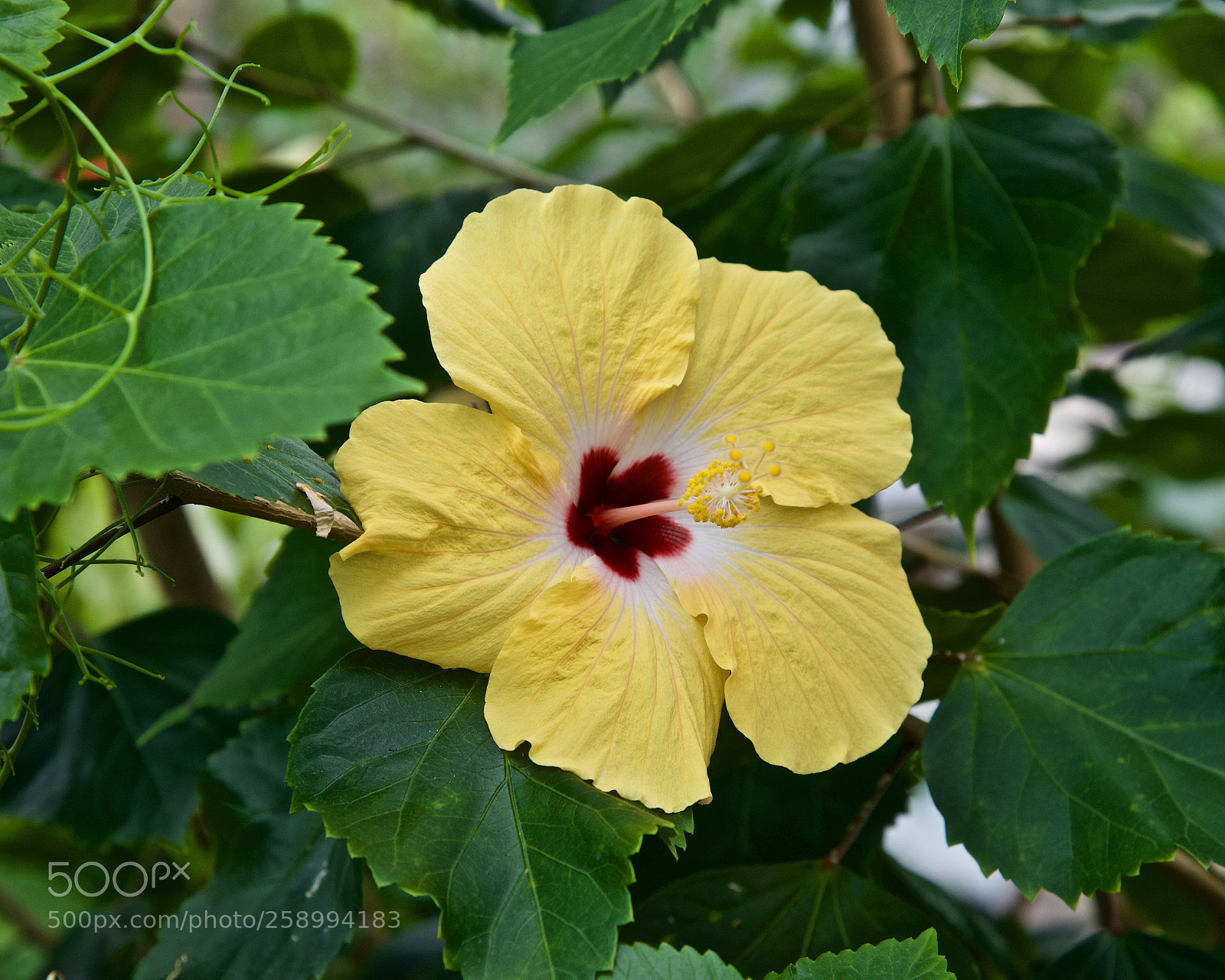 Nikon D750 sample photo. Yellow  photography