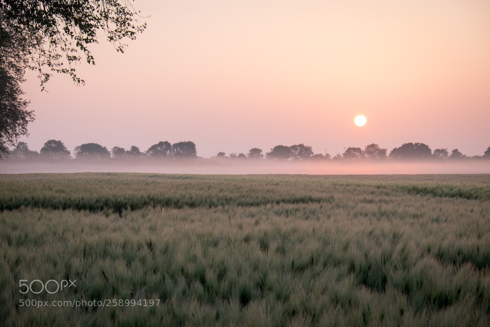 Fujifilm X-T1 sample photo. Sunrise over the fog photography