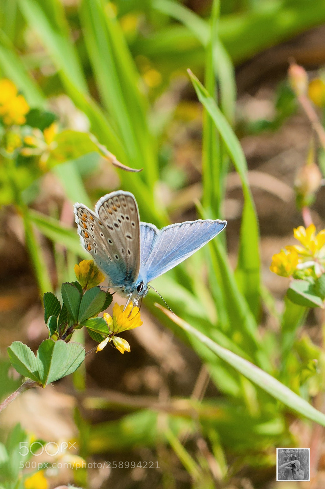 Nikon D5000 sample photo. Schmetterlinge/butterfly's photography