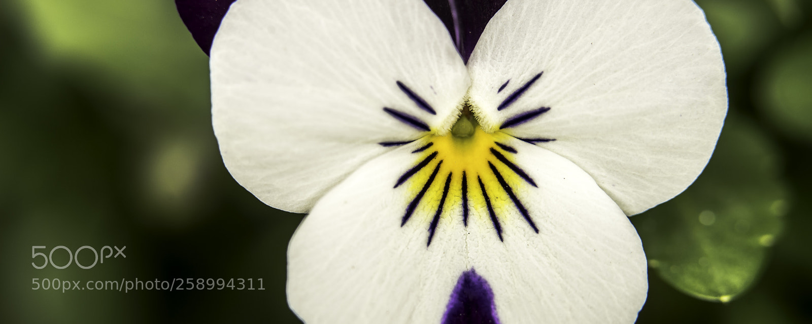Nikon D750 sample photo. Violet photography