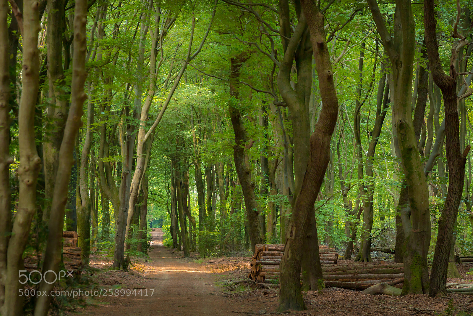 Canon EOS 6D Mark II sample photo. Speuldersbos forestpath photography