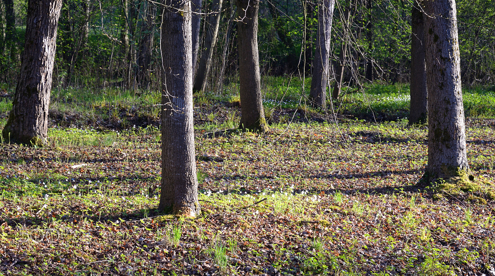 Nikon D610 + Nikon AF-S Nikkor 24-85mm F3.5-4.5G ED VR sample photo. Landscape in forest at spring. photography
