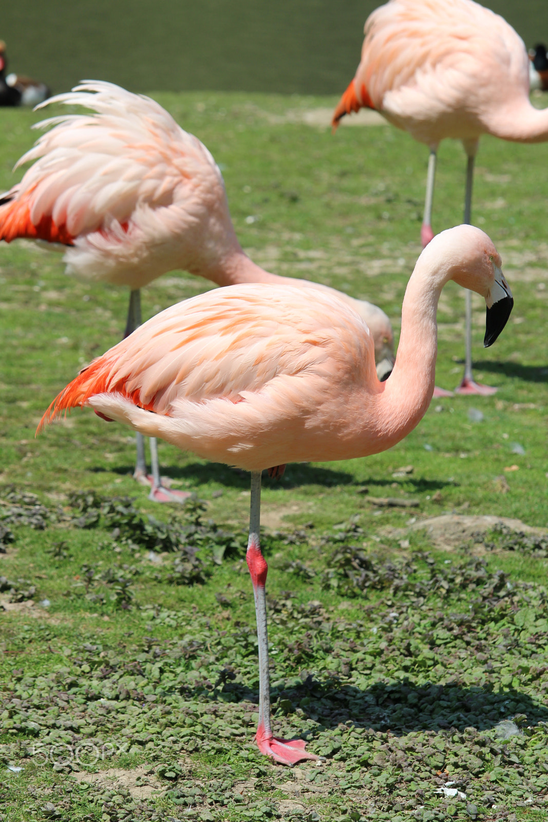 Canon EF-S 55-250mm F4-5.6 IS STM sample photo. Flamand rose photography