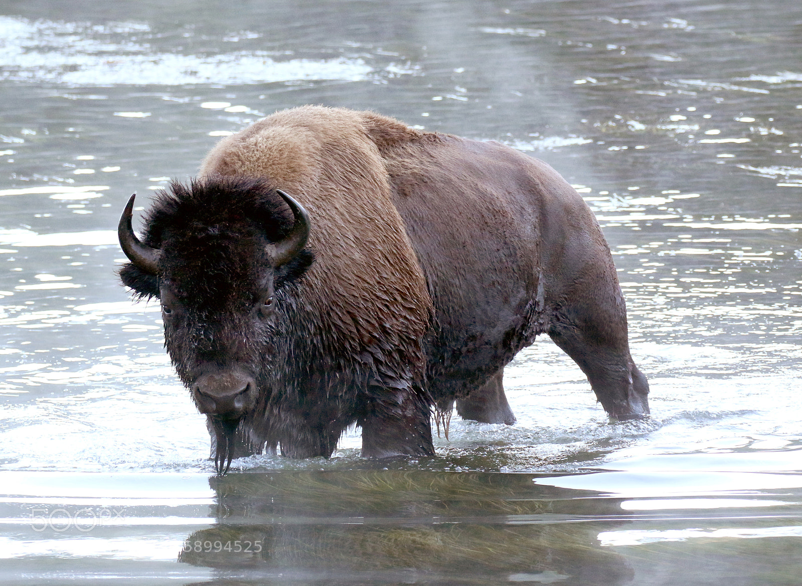 Canon EOS 70D sample photo. Bison in the yellowstone photography
