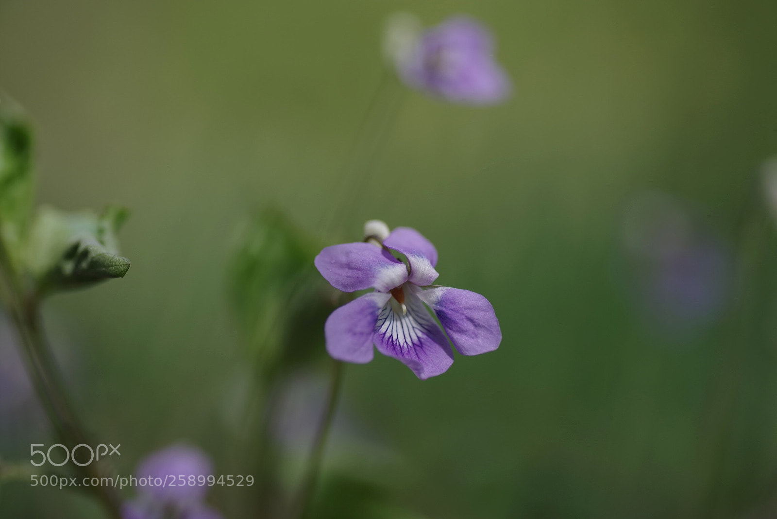Pentax K-1 sample photo. Viola photography