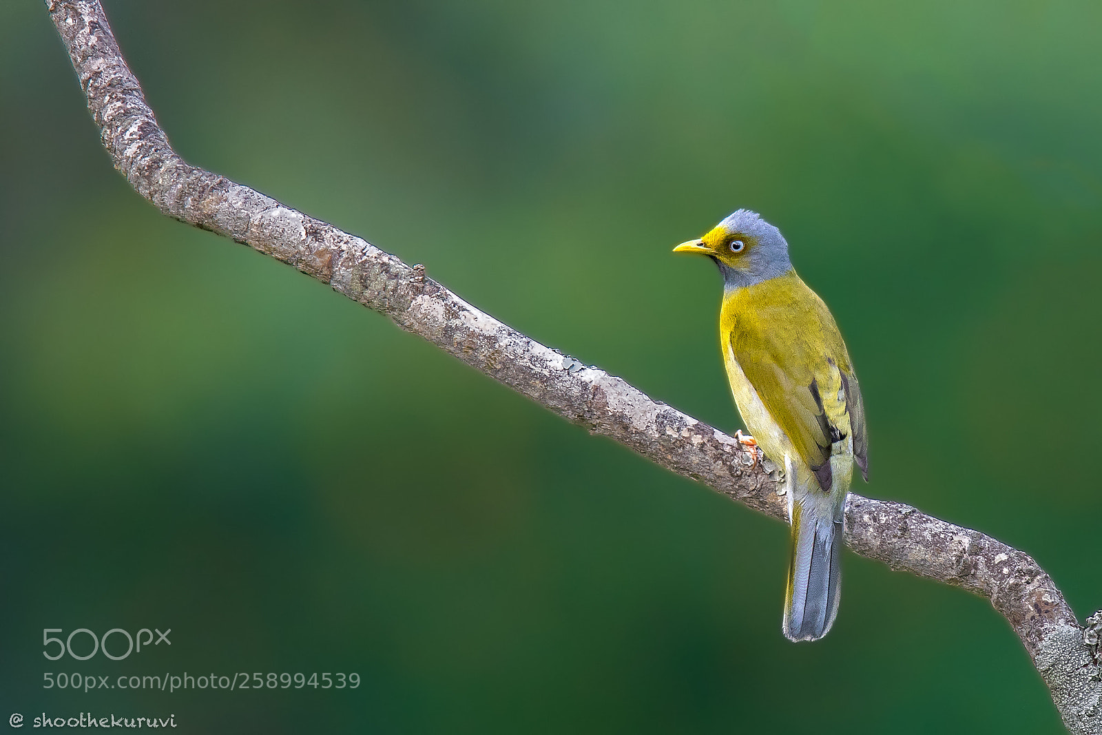 Nikon D500 sample photo. Gray-headed bulbul photography