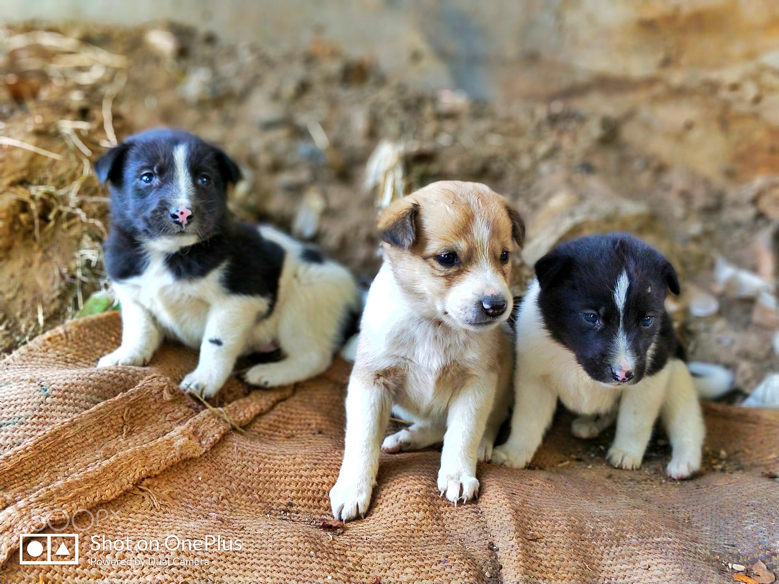 OnePlus 5 sample photo. Bokeh puppies photography