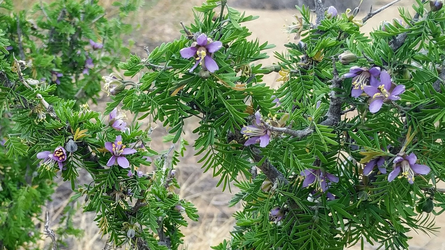 Google Pixel XL sample photo. Guayacan in bloom at big bend photography
