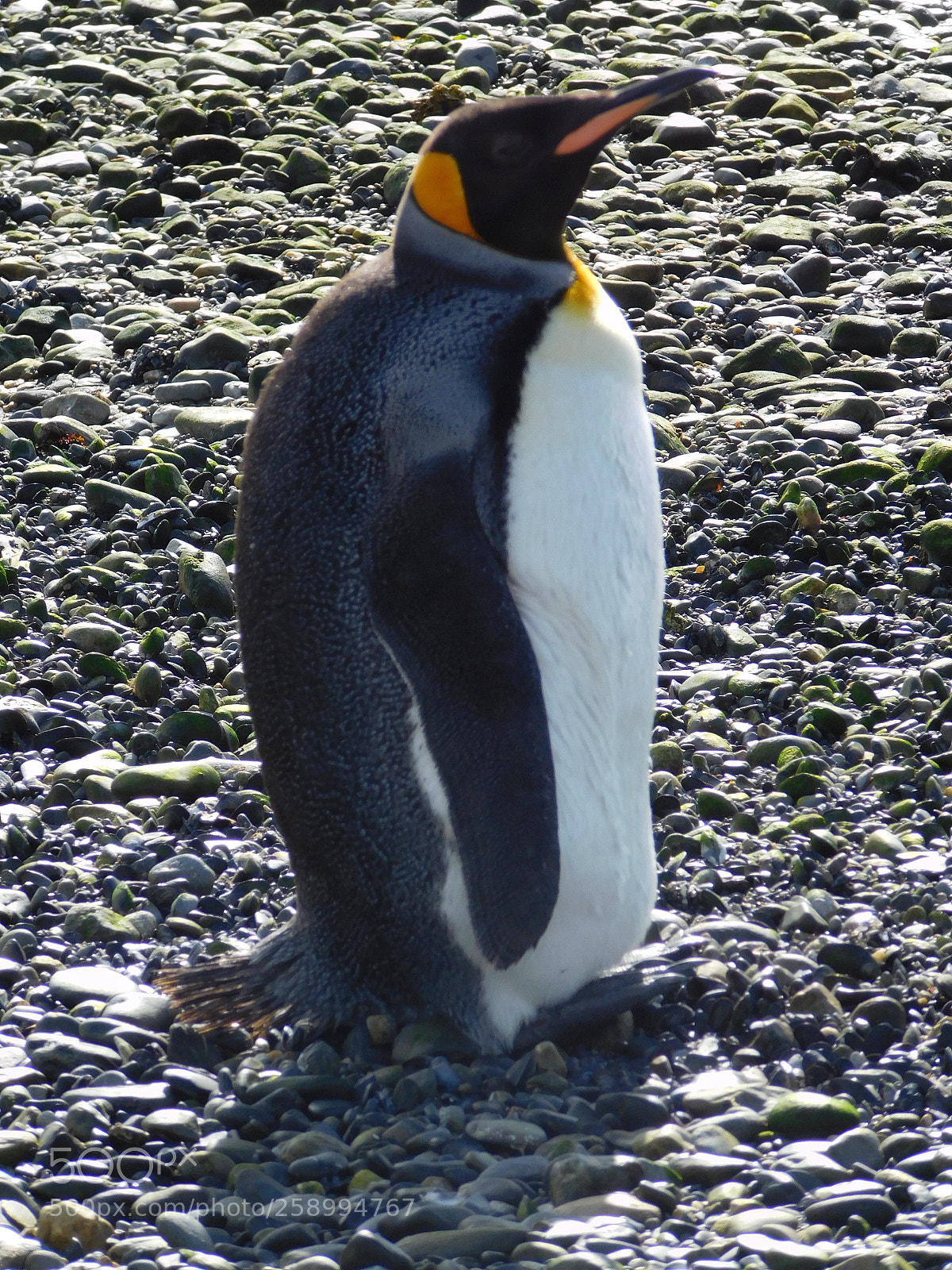 Nikon Coolpix L840 sample photo. King penguin photography