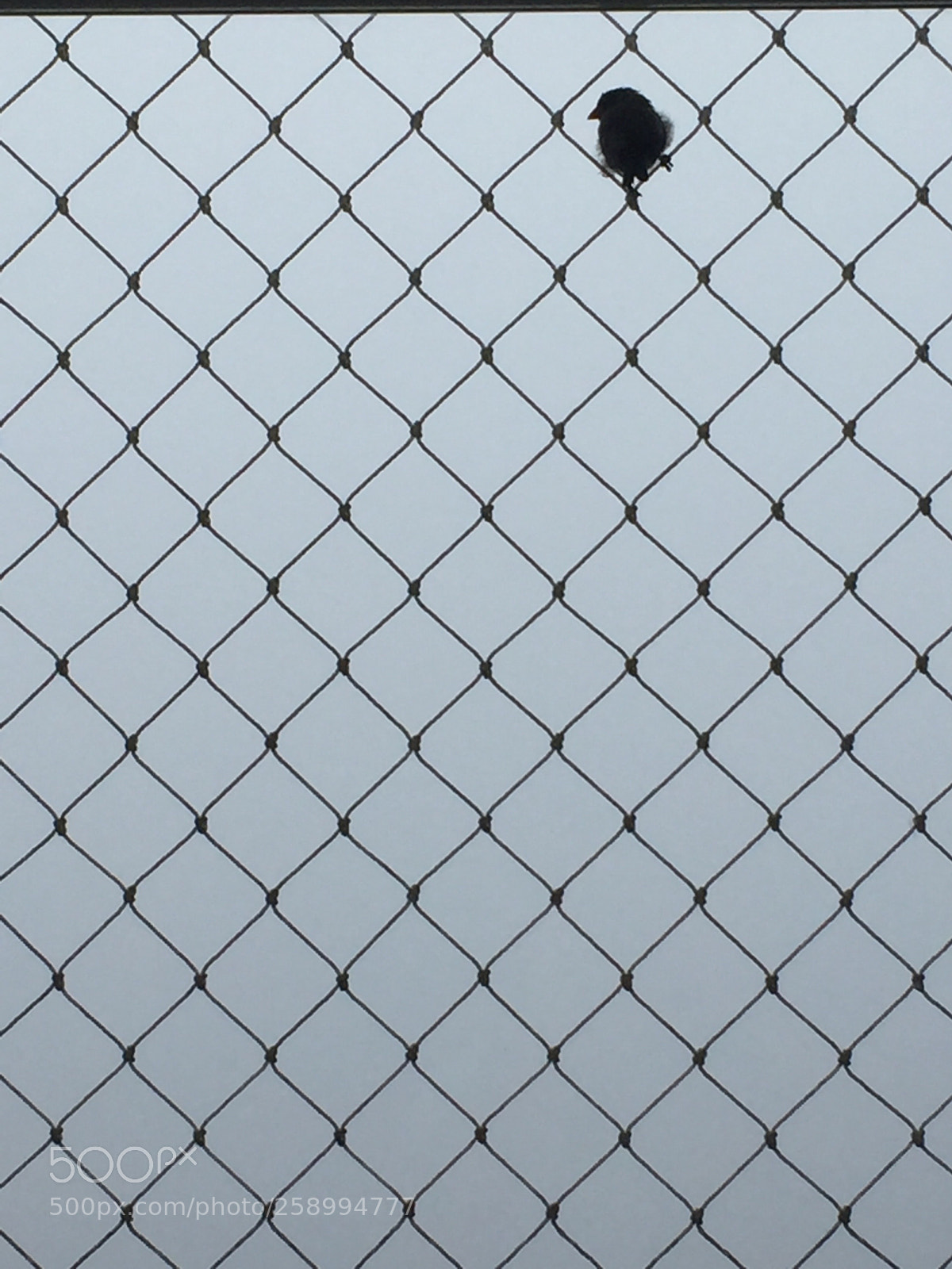 Apple iPhone 6 sample photo. Foggy day  photography
