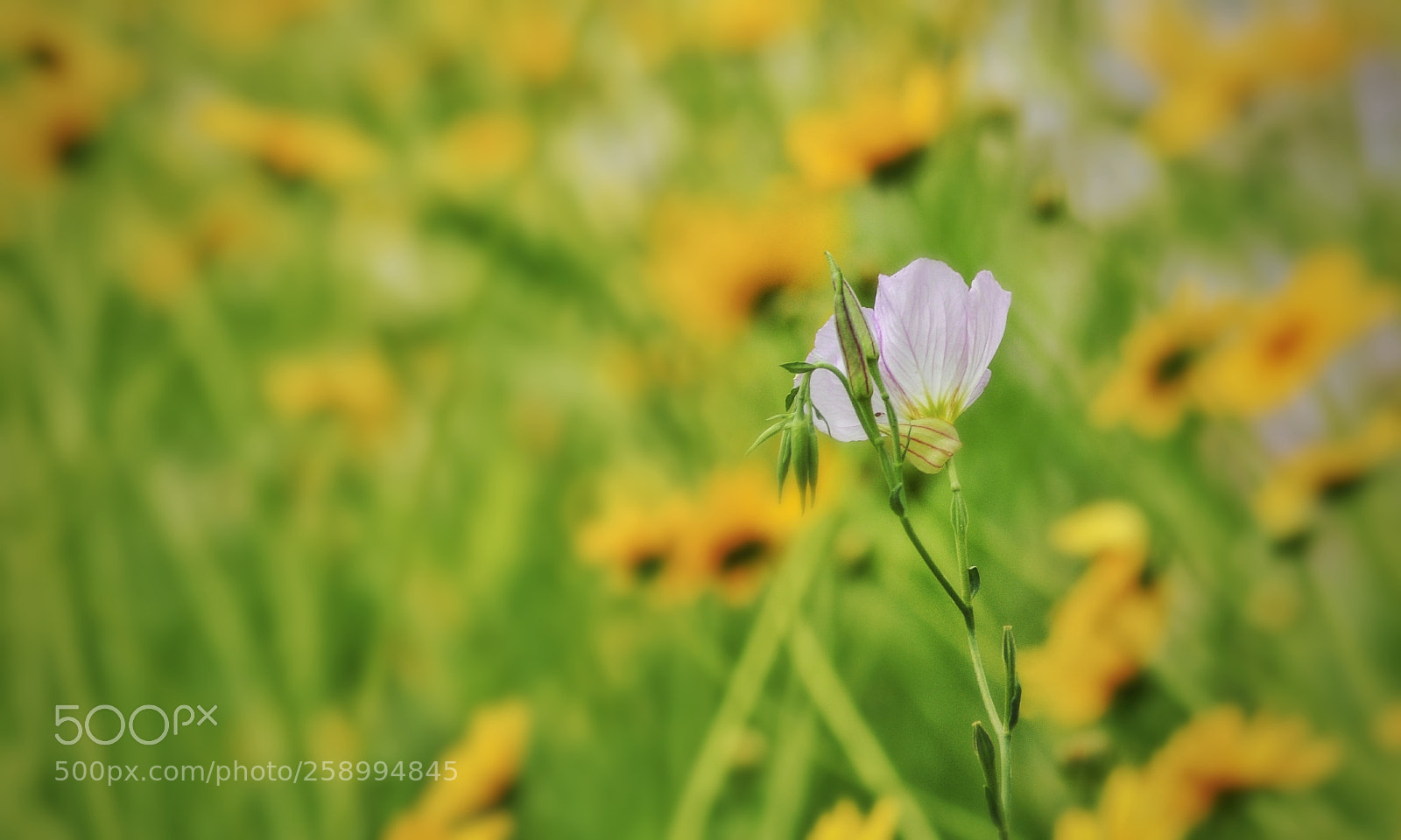 Nikon D90 sample photo. 一枝 photography