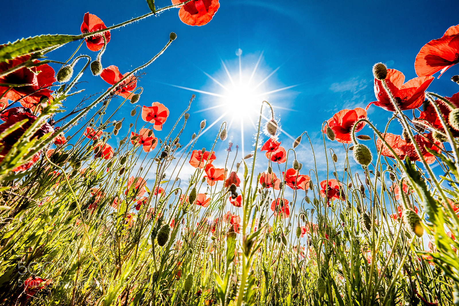 Canon EOS 5DS R sample photo. Poppies photography