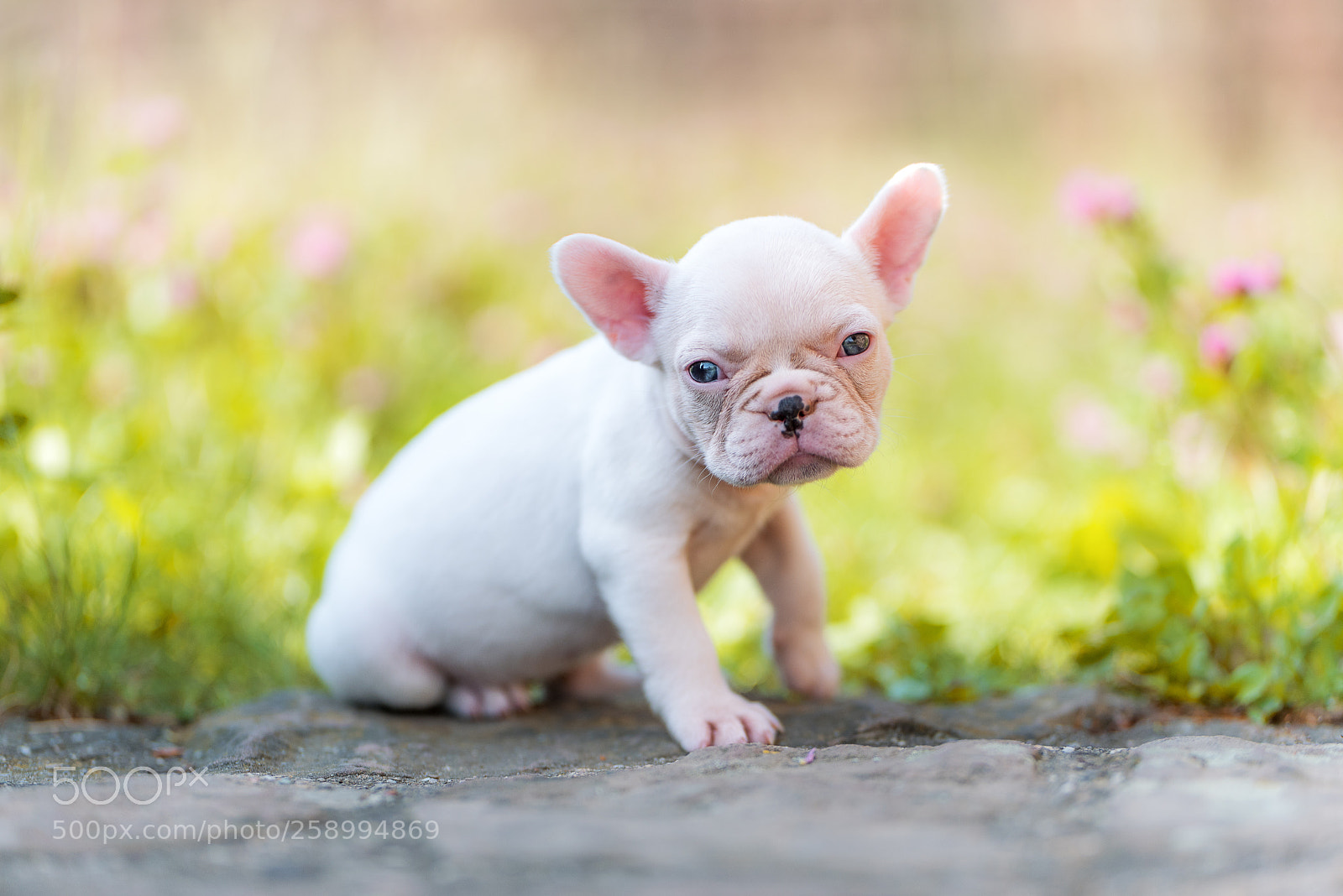 Nikon D750 sample photo. Small and vulnerable photography