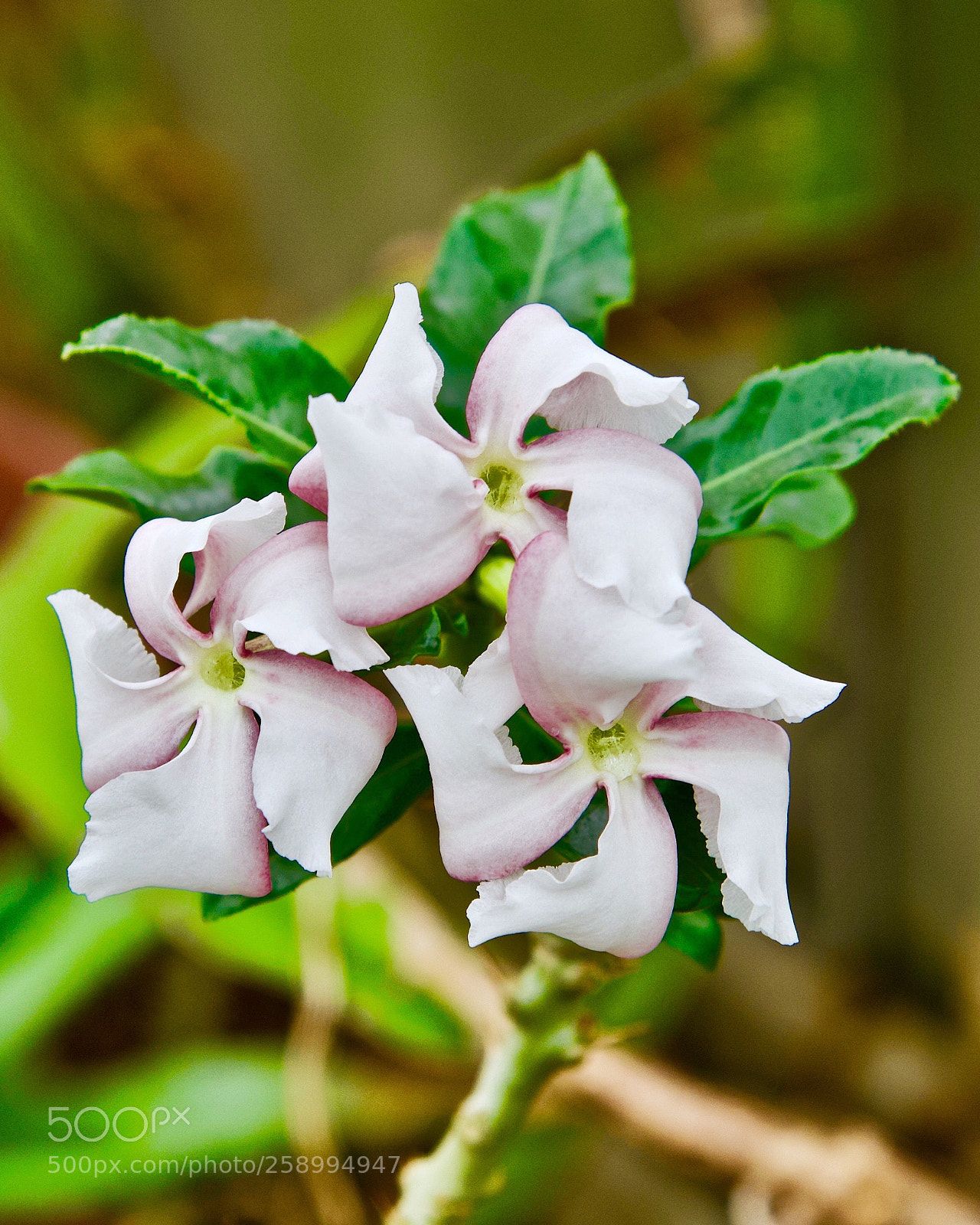 Nikon D750 sample photo. Pinwheel  photography