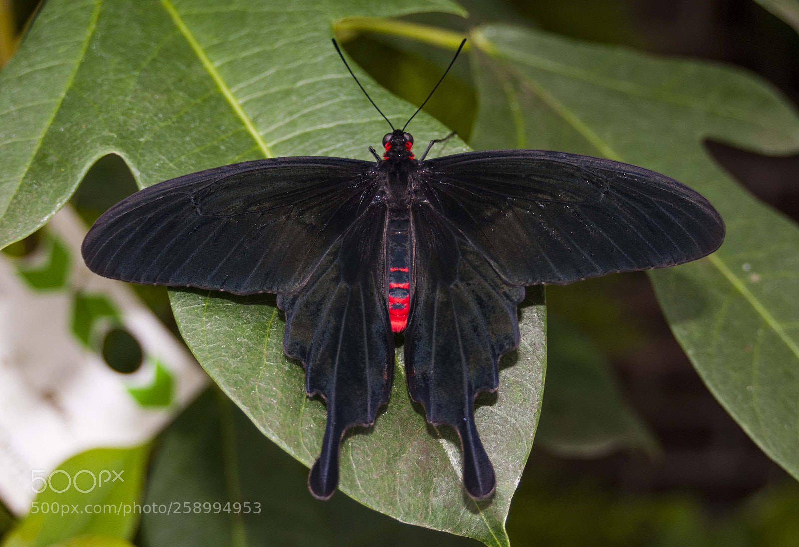 Nikon D200 sample photo. Black beauty photography