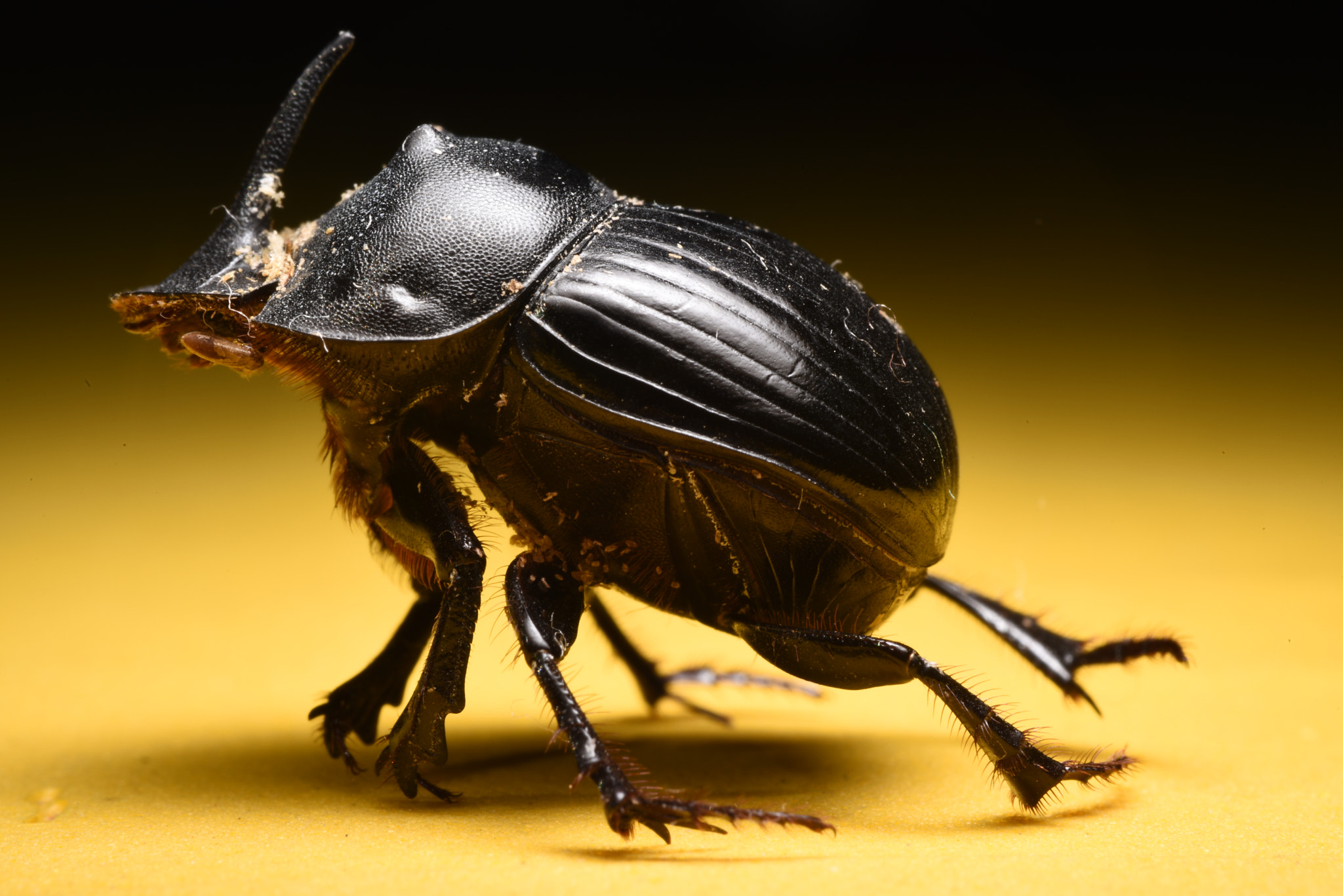 Nikon D810 + Manual Lens No CPU sample photo. Dead beetle photography