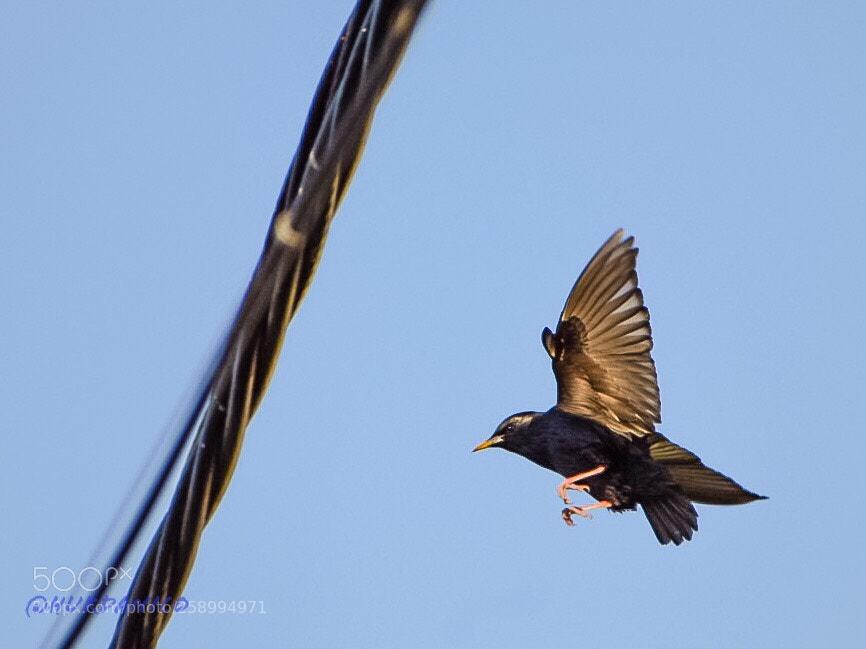 Nikon D5300 sample photo. Landing photography