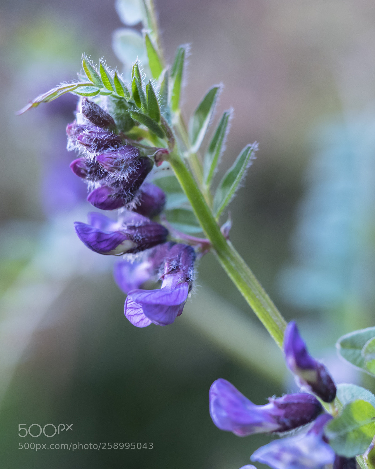 Olympus OM-D E-M1 sample photo. Vetch photography