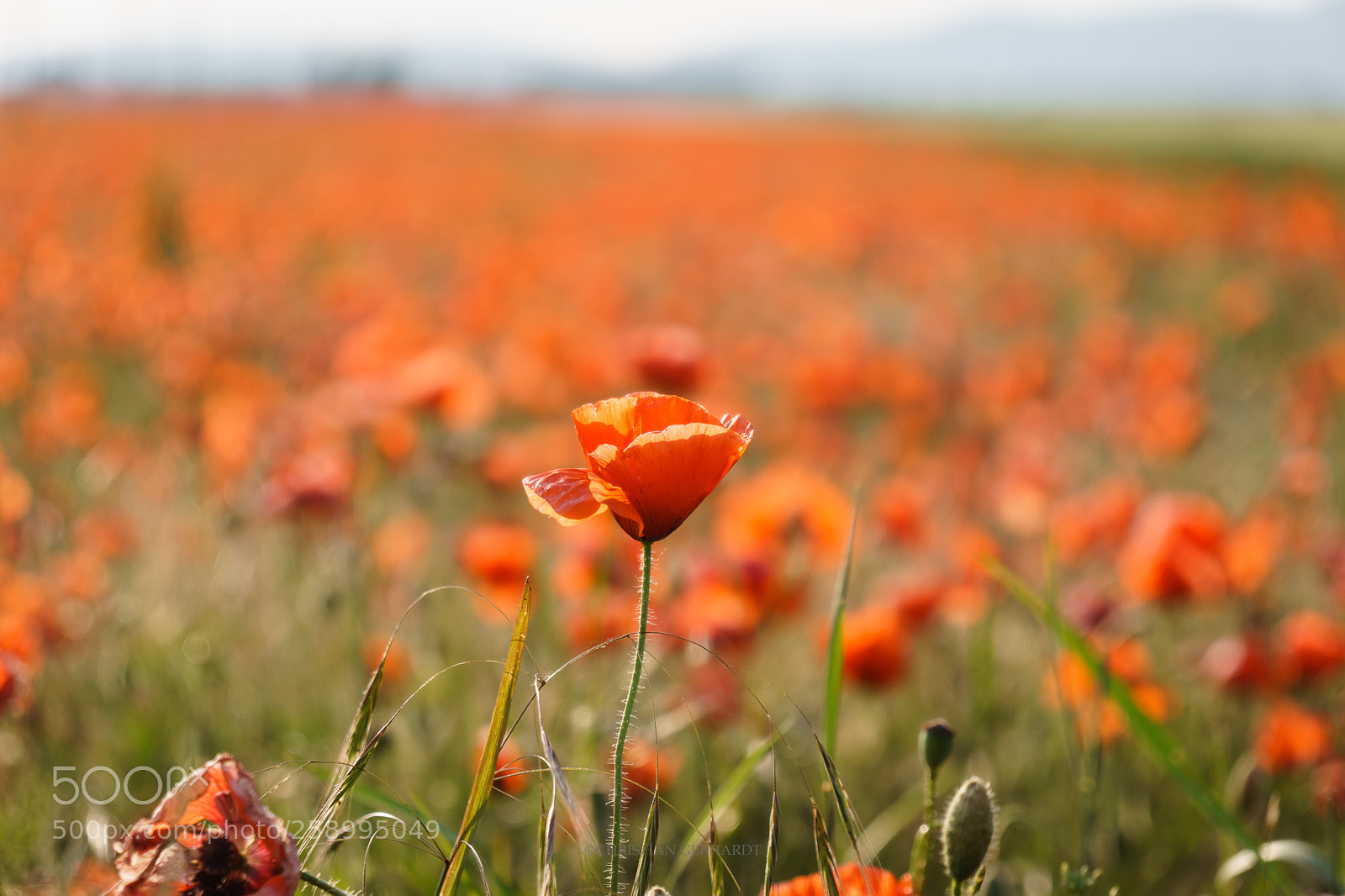 Sony a6000 sample photo. Poppy field photography