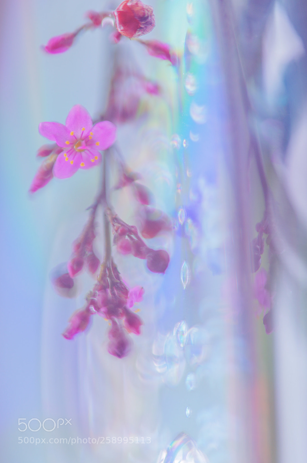 Sony SLT-A57 sample photo. Flower photography