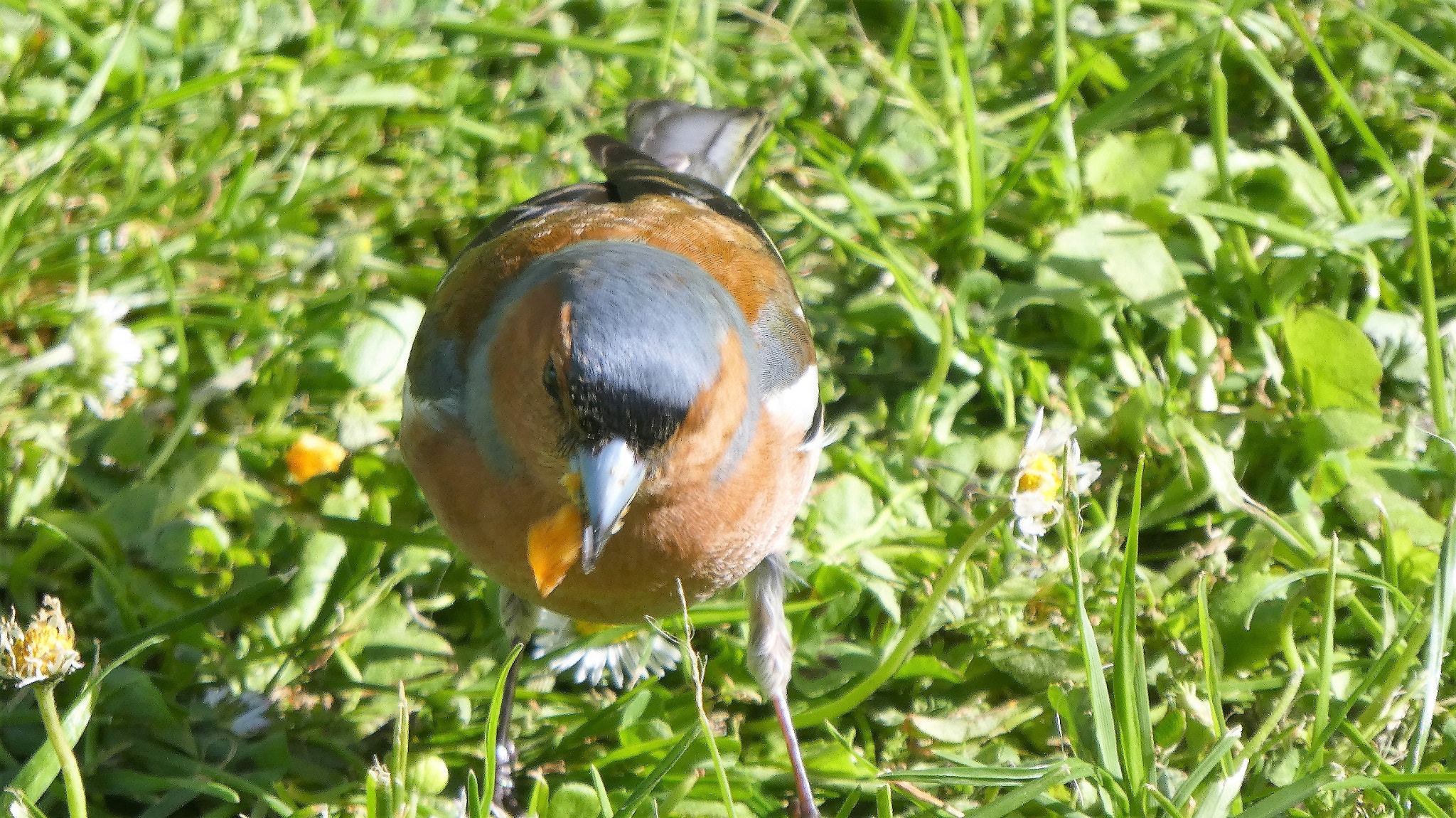 Panasonic Lumix DMC-ZS60 (Lumix DMC-TZ80) sample photo. Bird photography