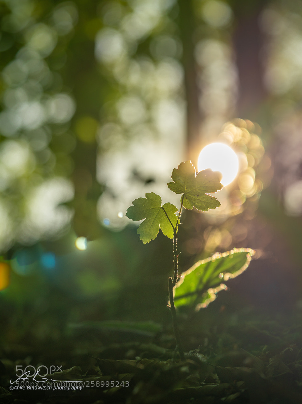 Sony a7R II sample photo. Awakening photography