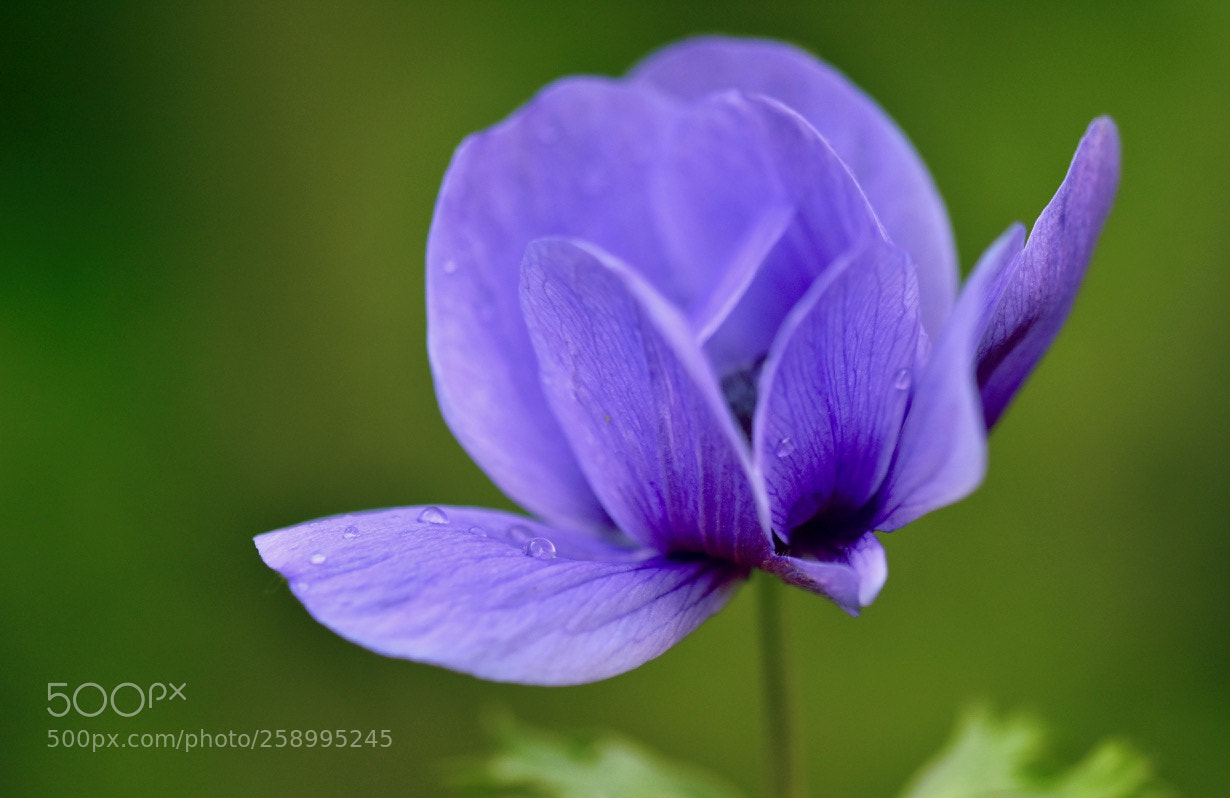 Nikon D7200 sample photo. Purple beauty photography