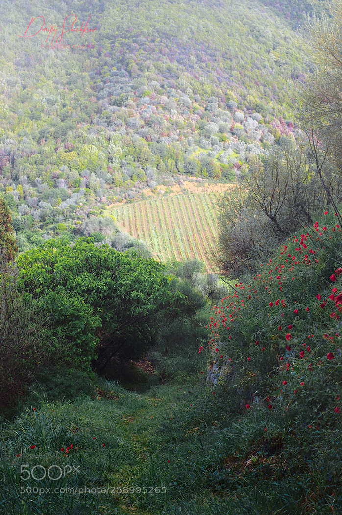 Pentax K-3 II sample photo. Tuscany, val d orcia photography